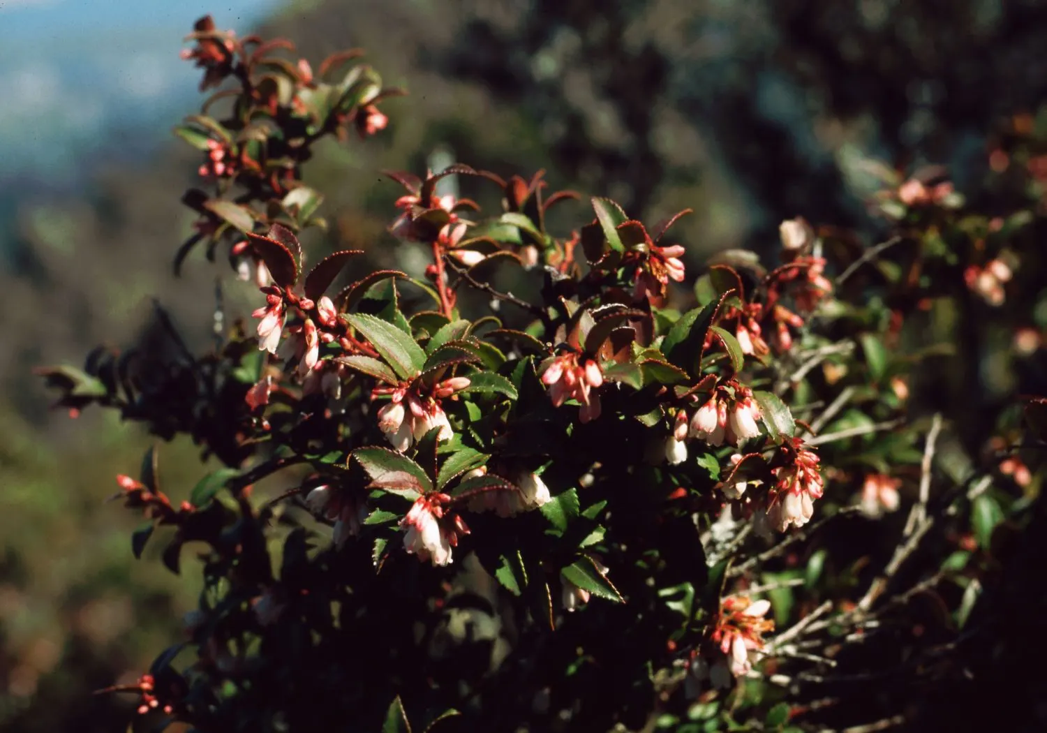 Evergreen Or Wild Huckleberry (Vaccinium Ovatum) — pink flowers in the garden