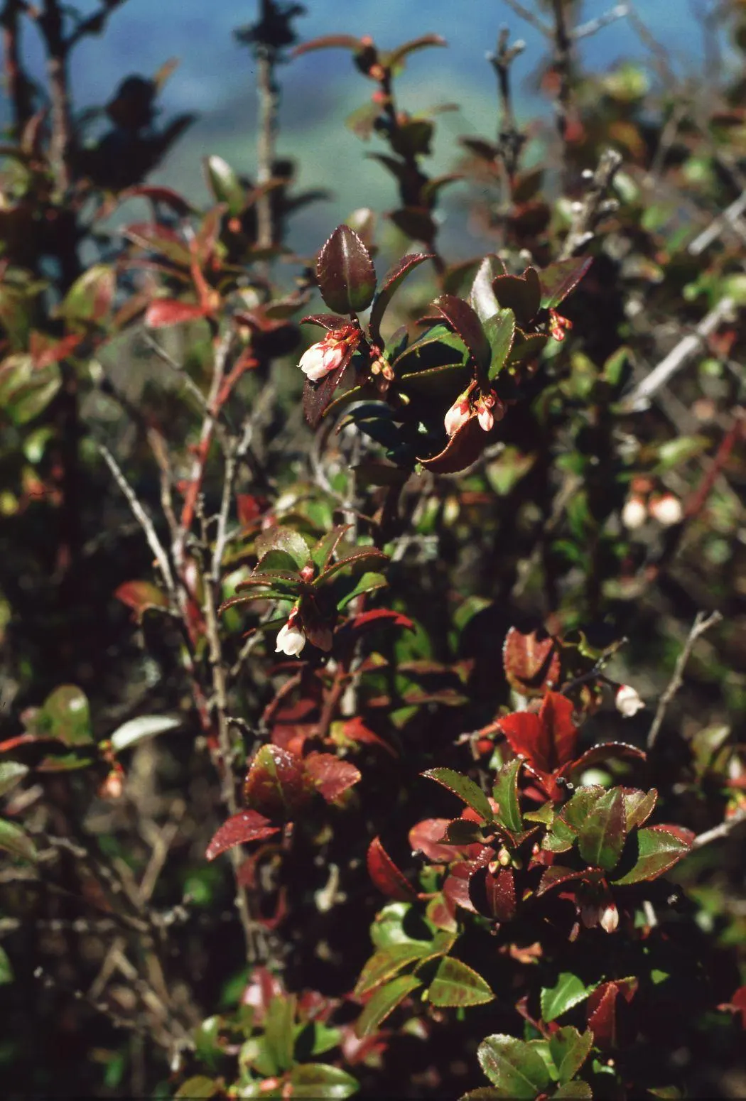 Evergreen Or Wild Huckleberry (Vaccinium Ovatum) — The Evergreen Huckleberry (Vaccinium ovatum) is a resilient native shrub thriving in USDA zones 7-9