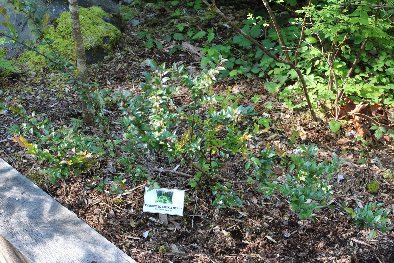 Evergreen Or Wild Huckleberry (Vaccinium Ovatum) — which give way to its namesake berries