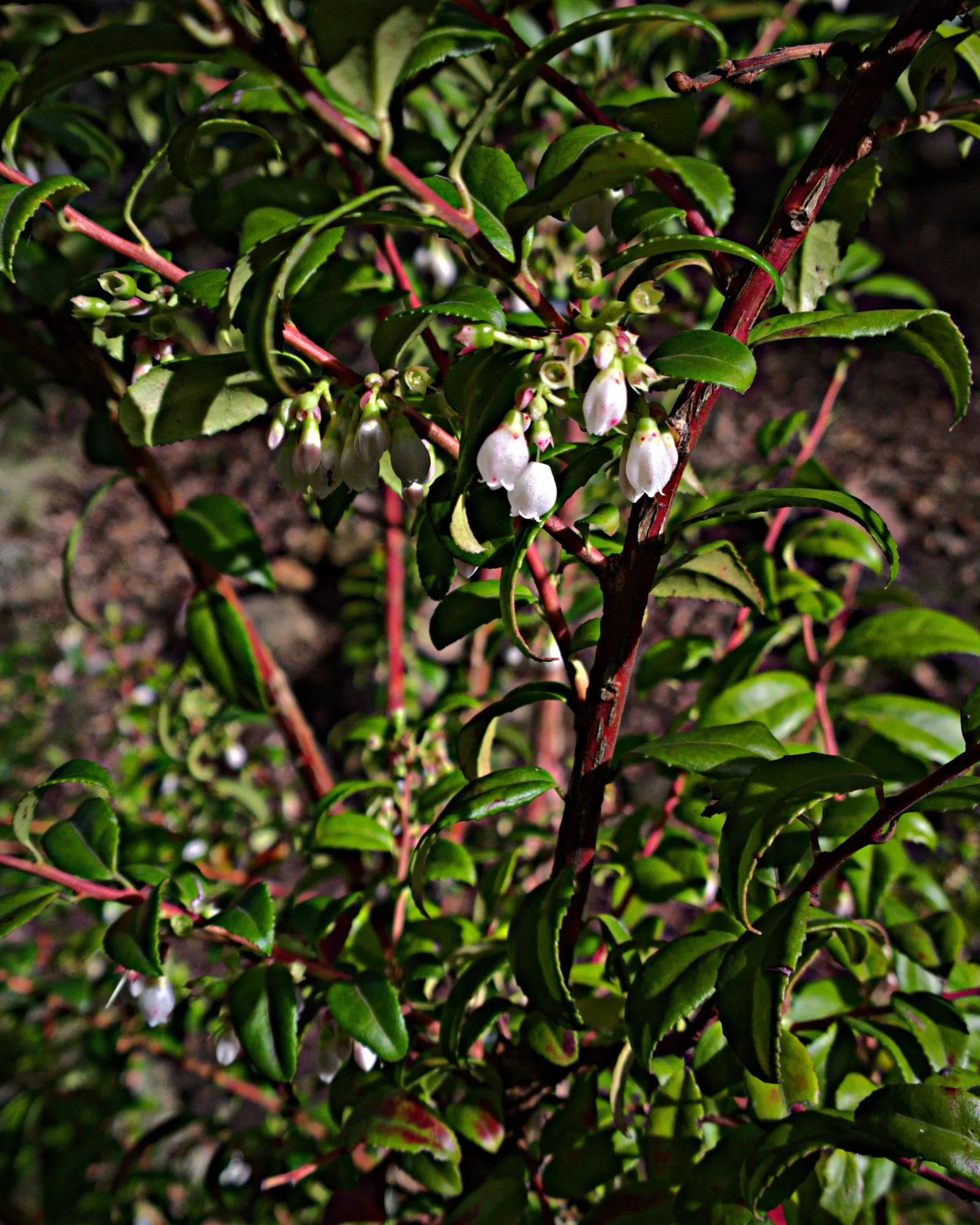 Evergreen Or Wild Huckleberry (Vaccinium Ovatum) — This plant is a splendid choice for a variety of landscape designs due to its dense; almost black berries