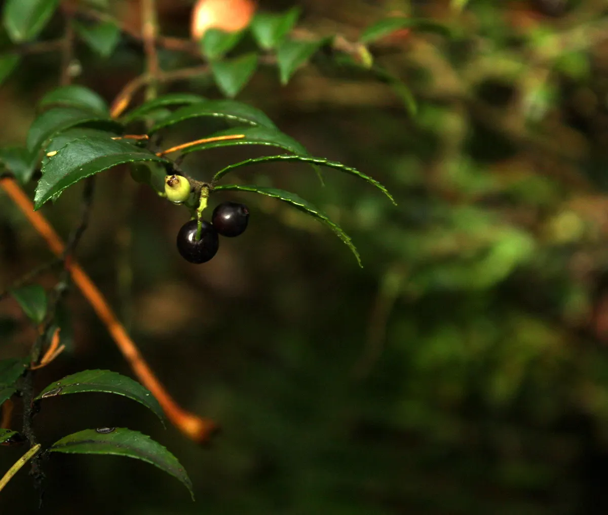 Evergreen Or Wild Huckleberry (Vaccinium Ovatum) — lighter underside that may take on a reddish tinge in winter