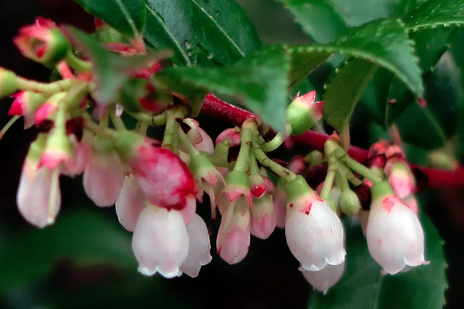 Evergreen Or Wild Huckleberry (Vaccinium Ovatum) — dark berries in late summer