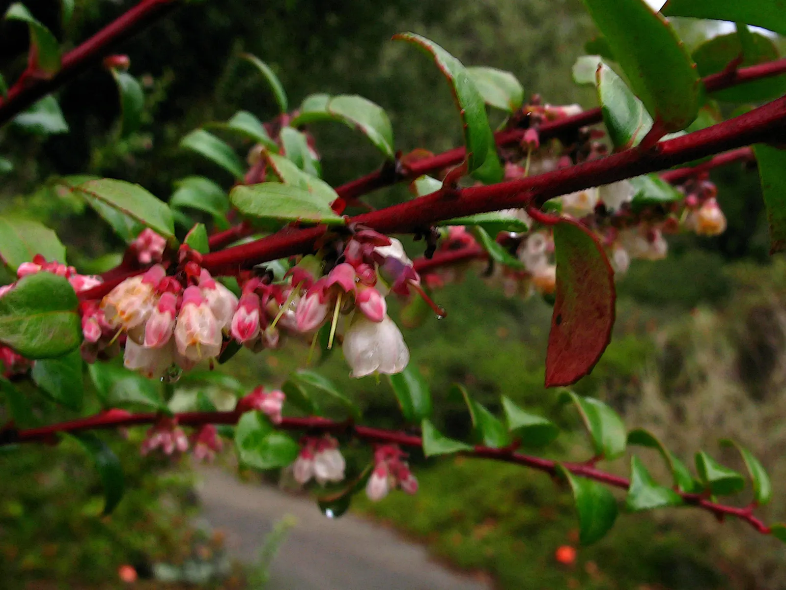 Evergreen Or Wild Huckleberry (Vaccinium Ovatum) — The Evergreen Huckleberry (Vaccinium ovatum) is a resilient native shrub thriving in USDA zones 7-9; dark