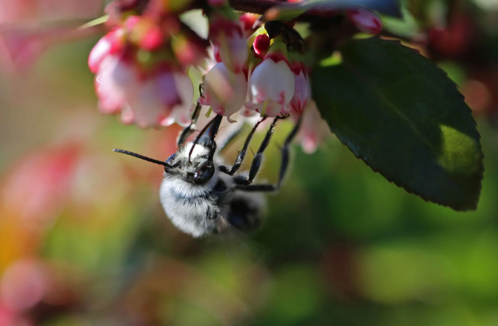 Evergreen Or Wild Huckleberry (Vaccinium Ovatum) — To encourage denser foliage, pruning can be done lightly in the spring