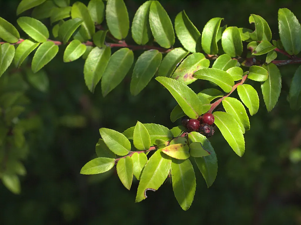 Evergreen Or Wild Huckleberry (Vaccinium Ovatum) — This plant is a splendid choice for a variety of landscape designs due to its dense