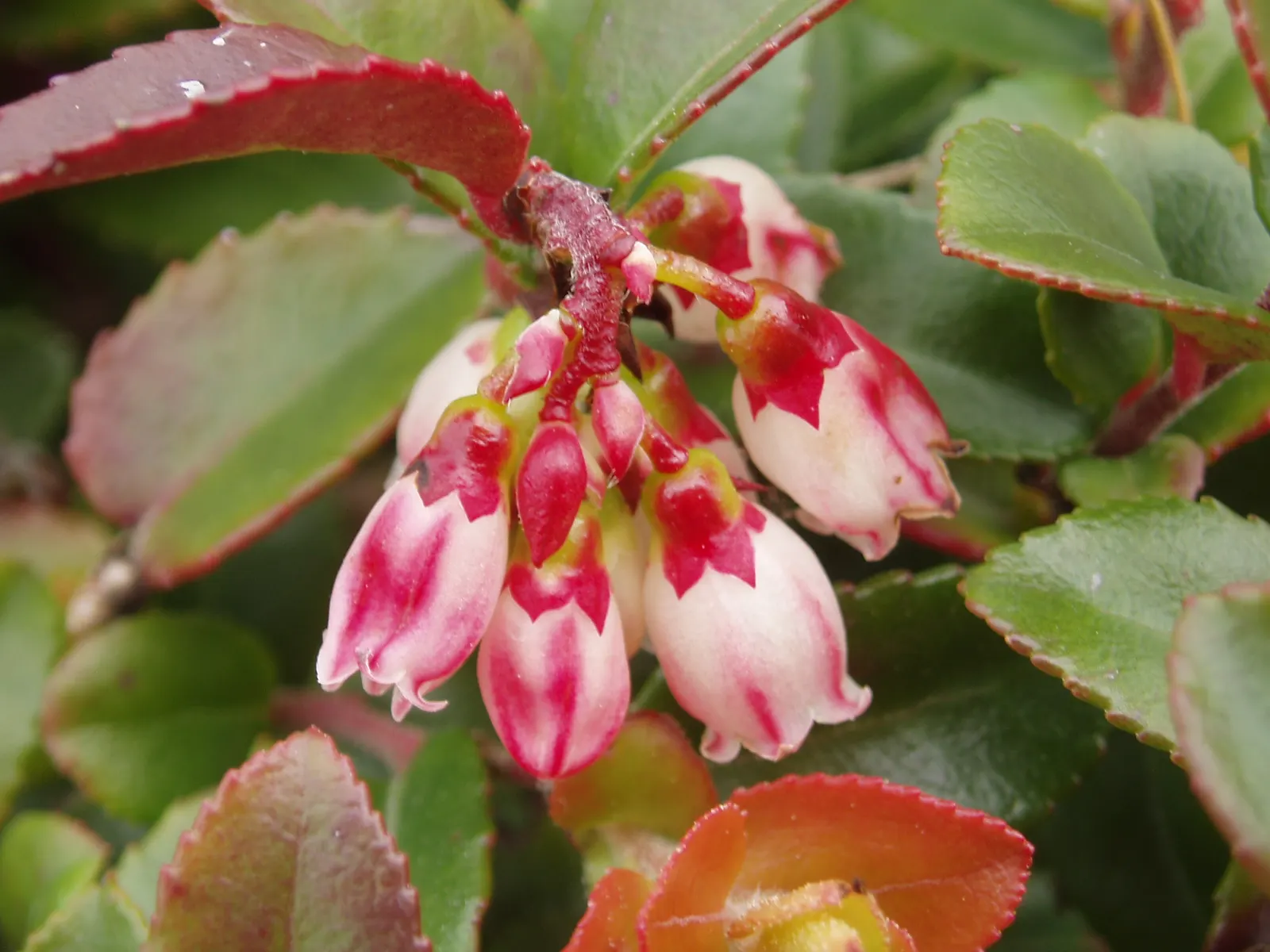Evergreen Or Wild Huckleberry (Vaccinium Ovatum) — Flourishing in partial to full shade, it reaches 2-3 feet in height