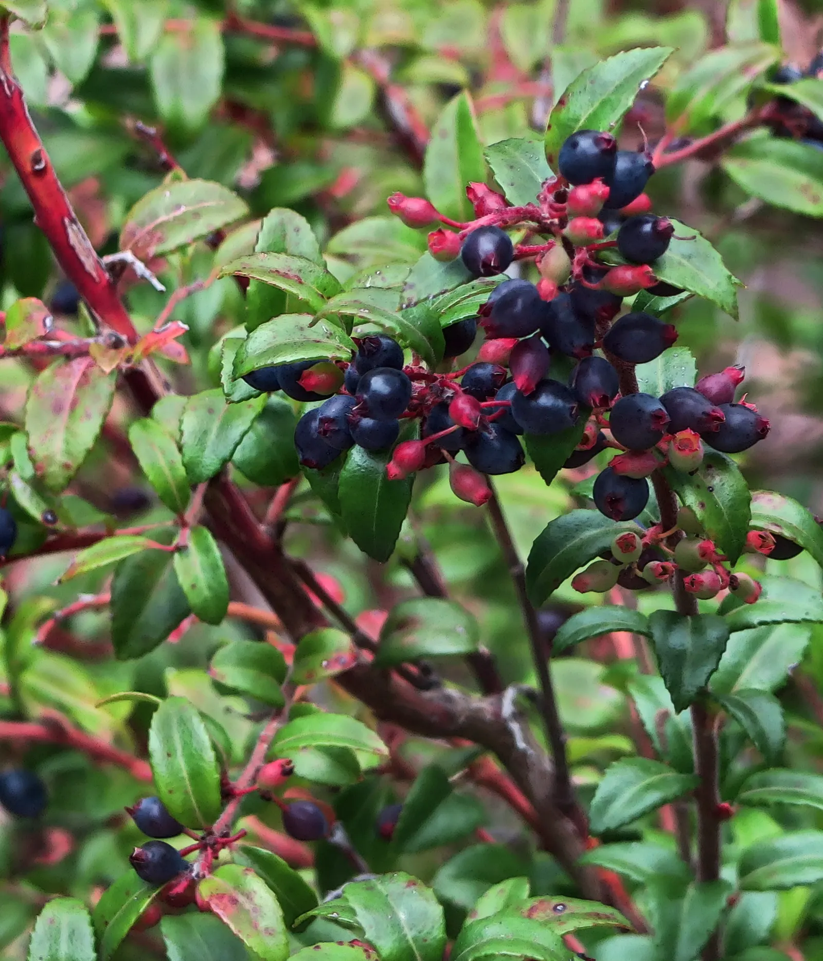 Evergreen Or Wild Huckleberry (Vaccinium Ovatum) — The Evergreen Huckleberry