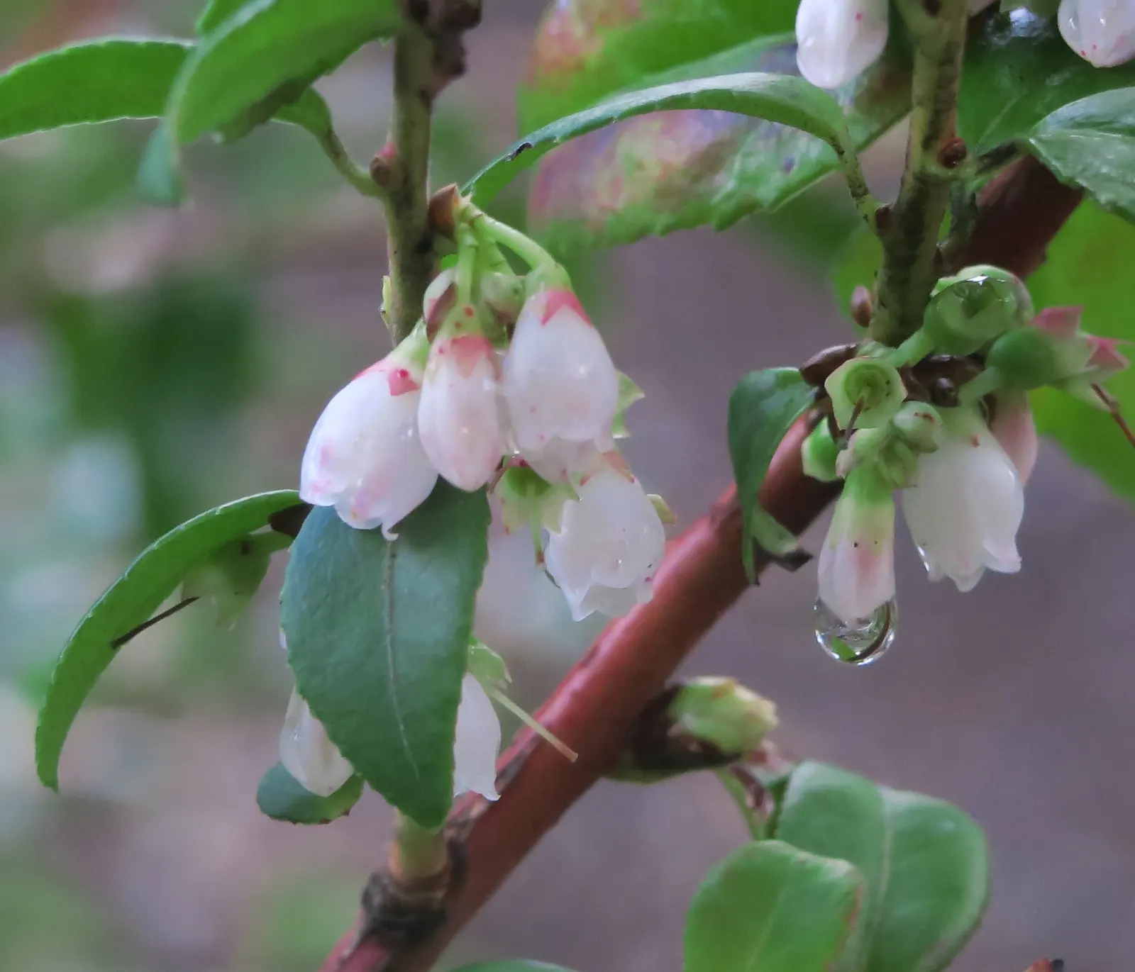 Evergreen Or Wild Huckleberry (Vaccinium Ovatum) — glossy foliage and its ability to adapt to a wide range of soil conditions