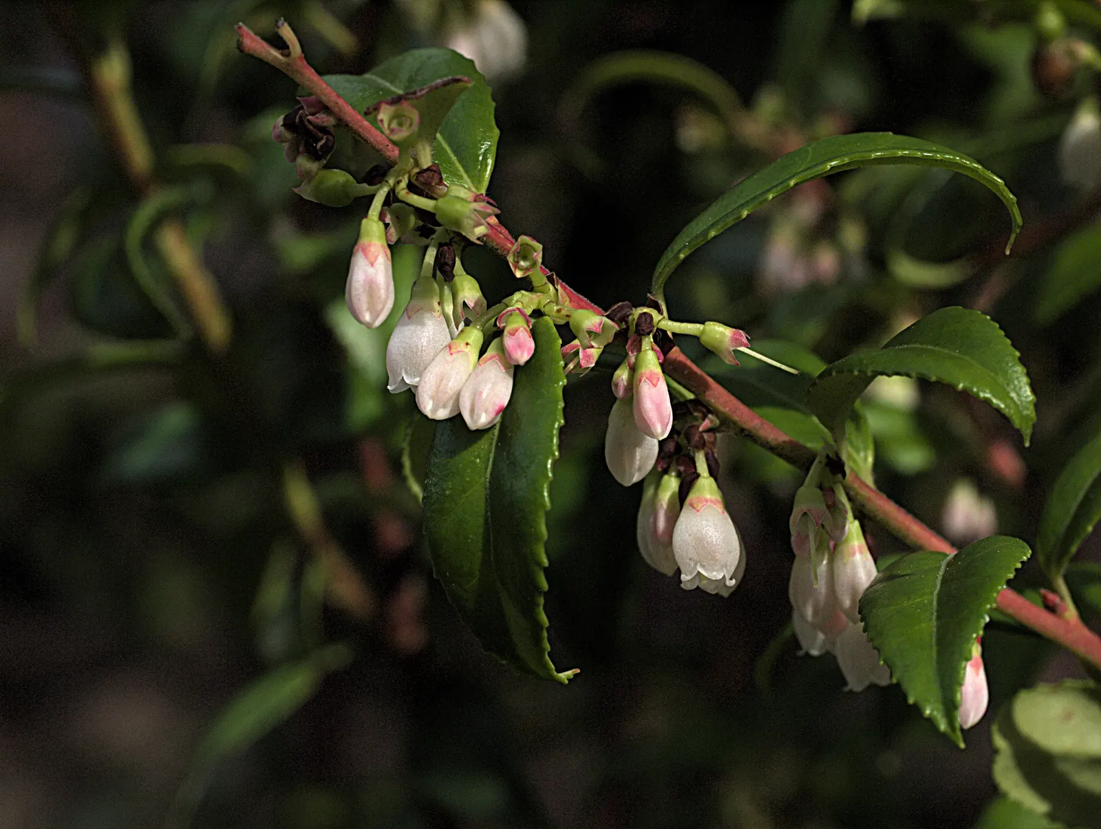 Evergreen Or Wild Huckleberry (Vaccinium Ovatum) — glossy foliage and its ability to adapt to a wide range of soil conditions; shrub with pink blooms