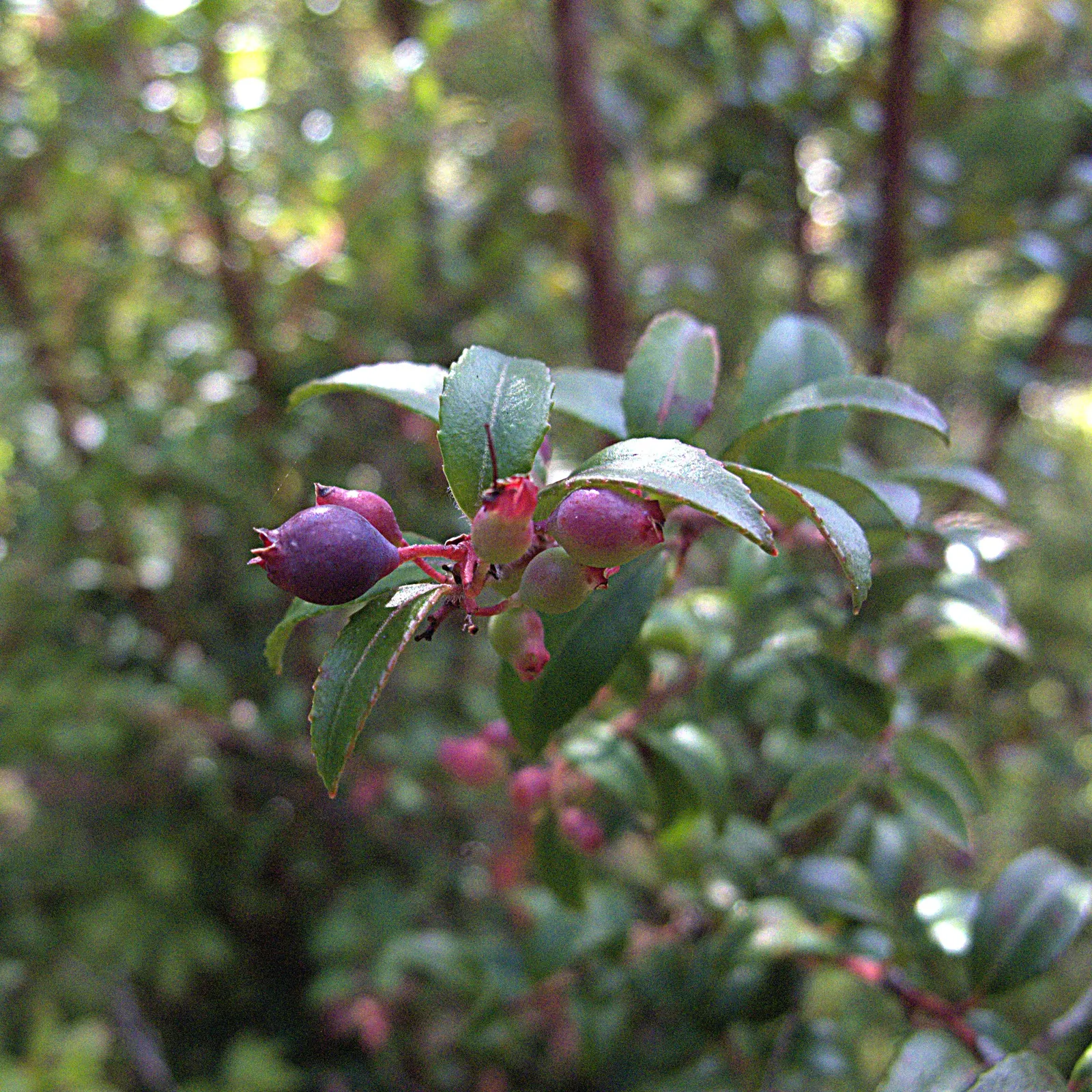 Evergreen Or Wild Huckleberry (Vaccinium Ovatum) — informal hedges or woodland garden settings