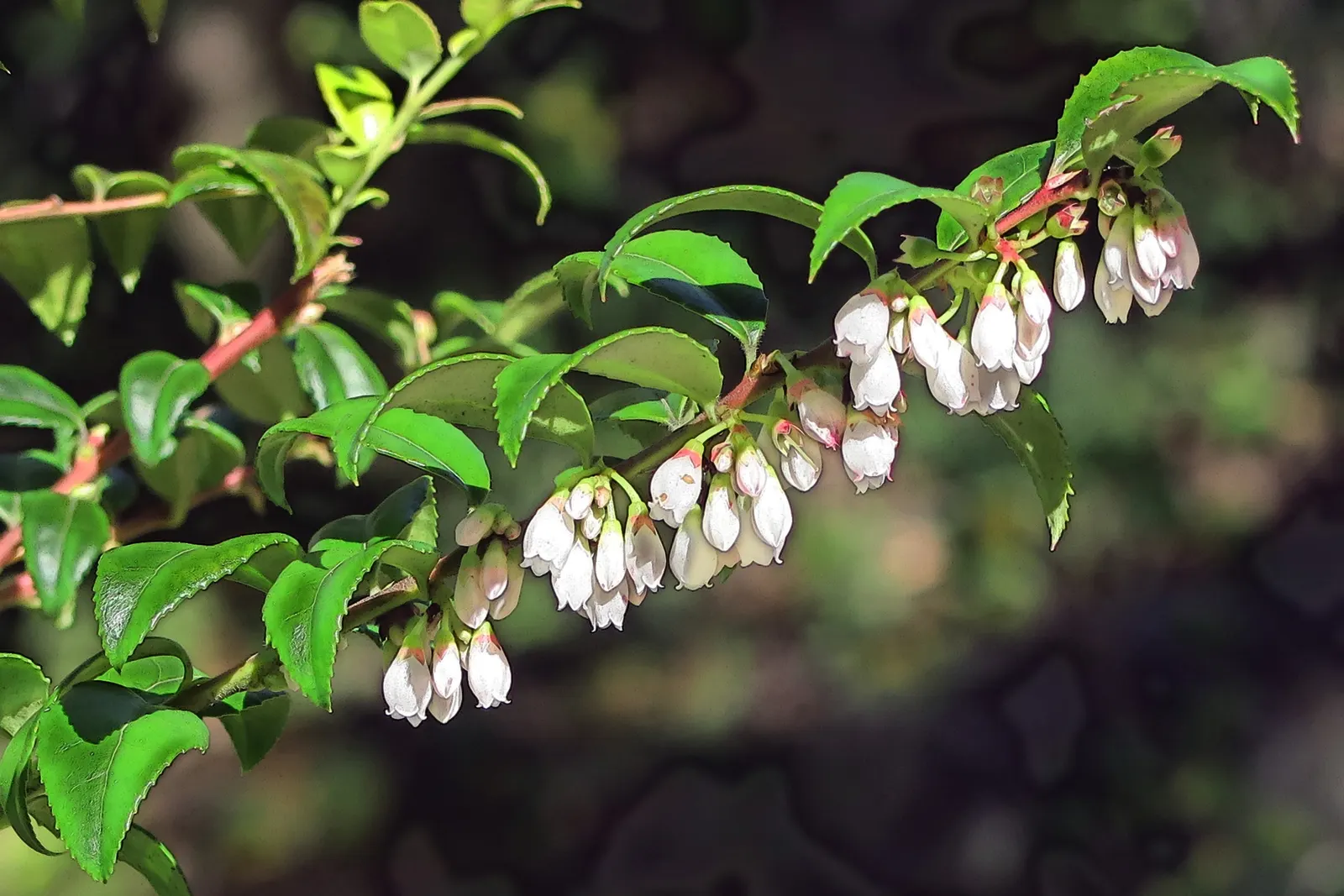 Evergreen Or Wild Huckleberry (Vaccinium Ovatum) — Flourishing in partial to full shade, it reaches 2-3 feet in height; glossy foliage and its ability to adapt