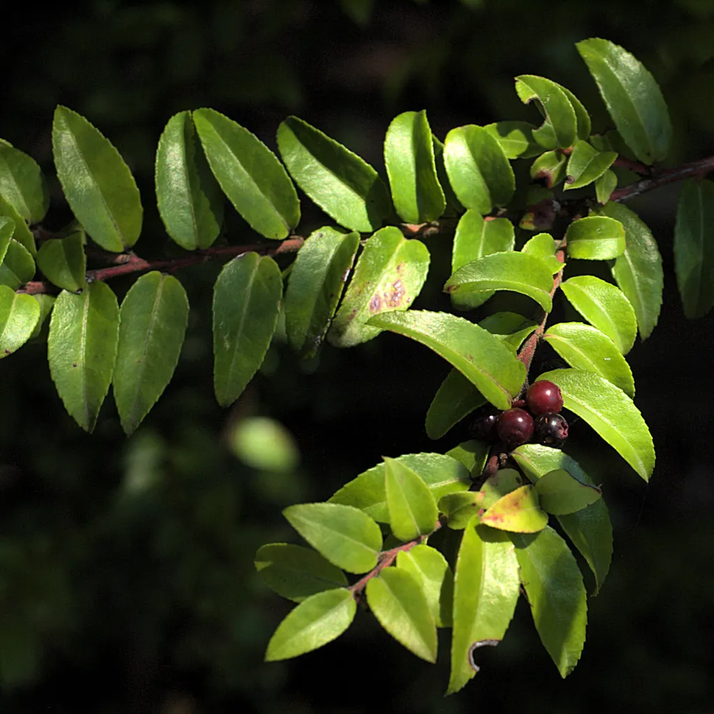 Evergreen Or Wild Huckleberry (Vaccinium Ovatum) — It prefers acidic soil, making it a perfect understory addition to woodland gardens; in late spring to early