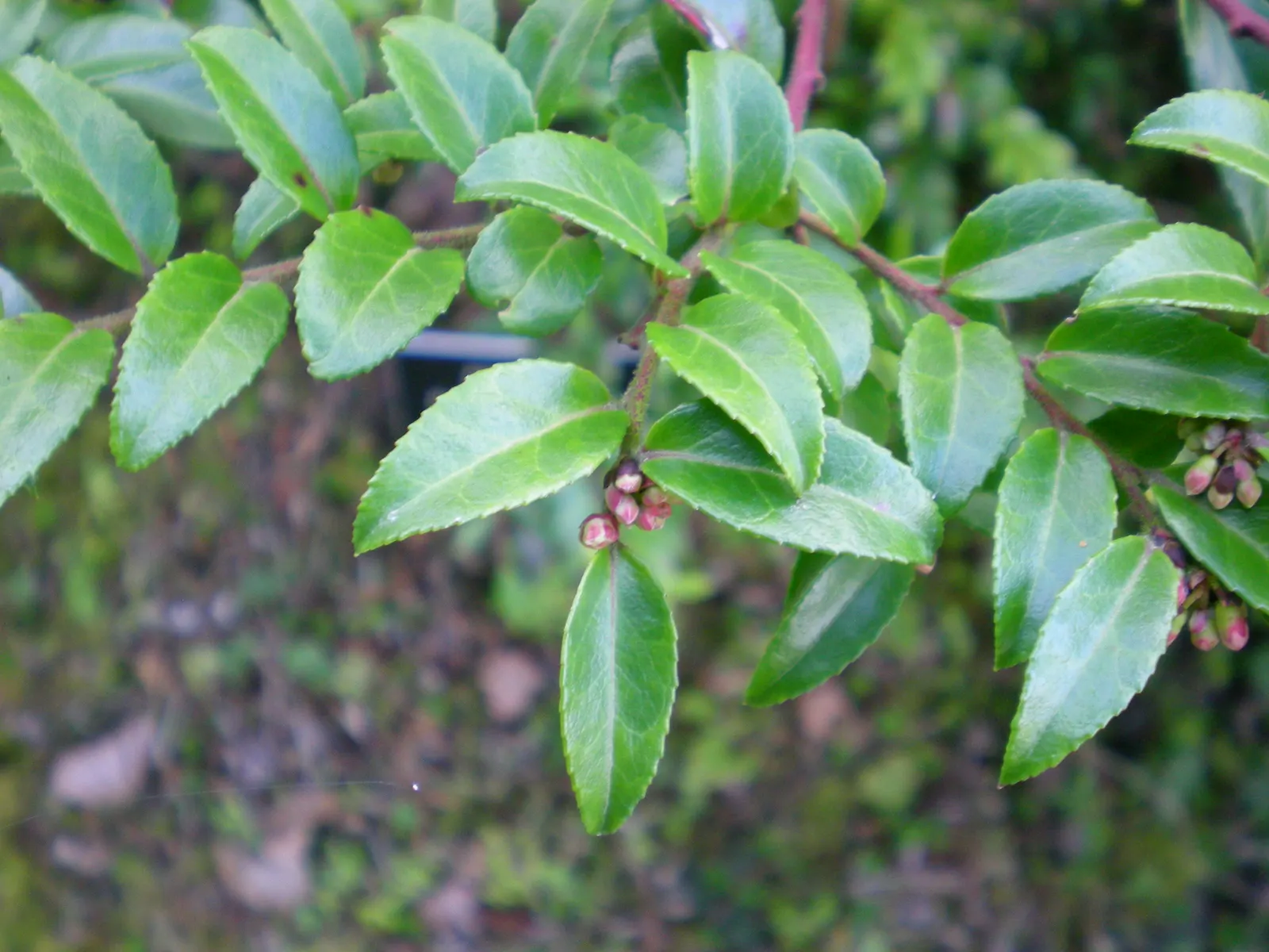 Evergreen Or Wild Huckleberry (Vaccinium Ovatum) — scientifically named Vaccinium ovatum; leathery leaves and bell-shaped flowers characterize this evergreen