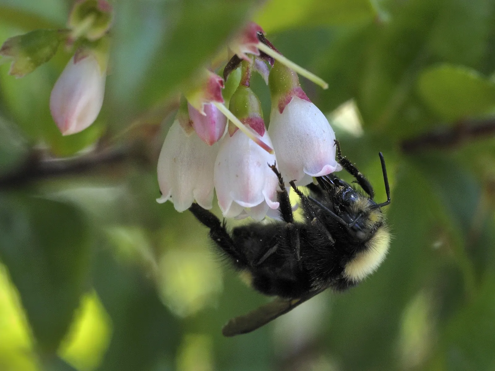 Evergreen Or Wild Huckleberry (Vaccinium Ovatum) — leathery leaves and bell-shaped flowers characterize this evergreen