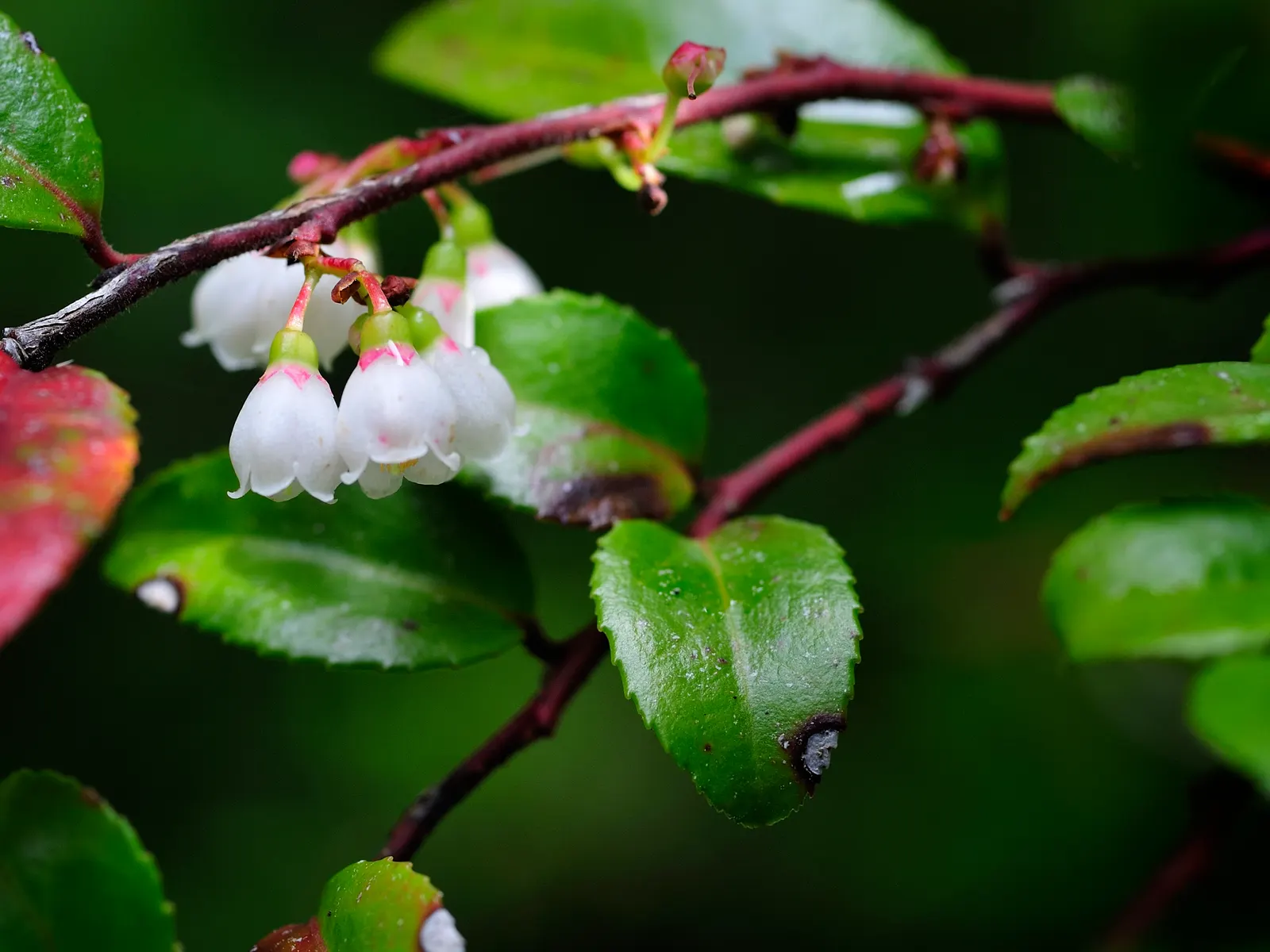 Evergreen Or Wild Huckleberry (Vaccinium Ovatum) — leathery leaves of Vaccinium ovatum are a deep green hue with a striking