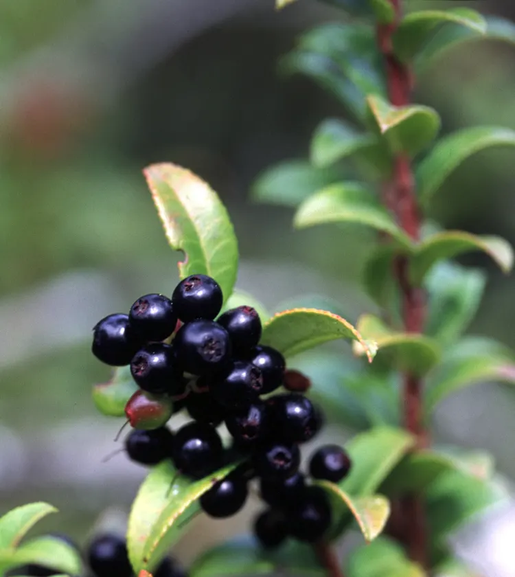 Evergreen Or Wild Huckleberry (Vaccinium Ovatum) — In late spring to early summer