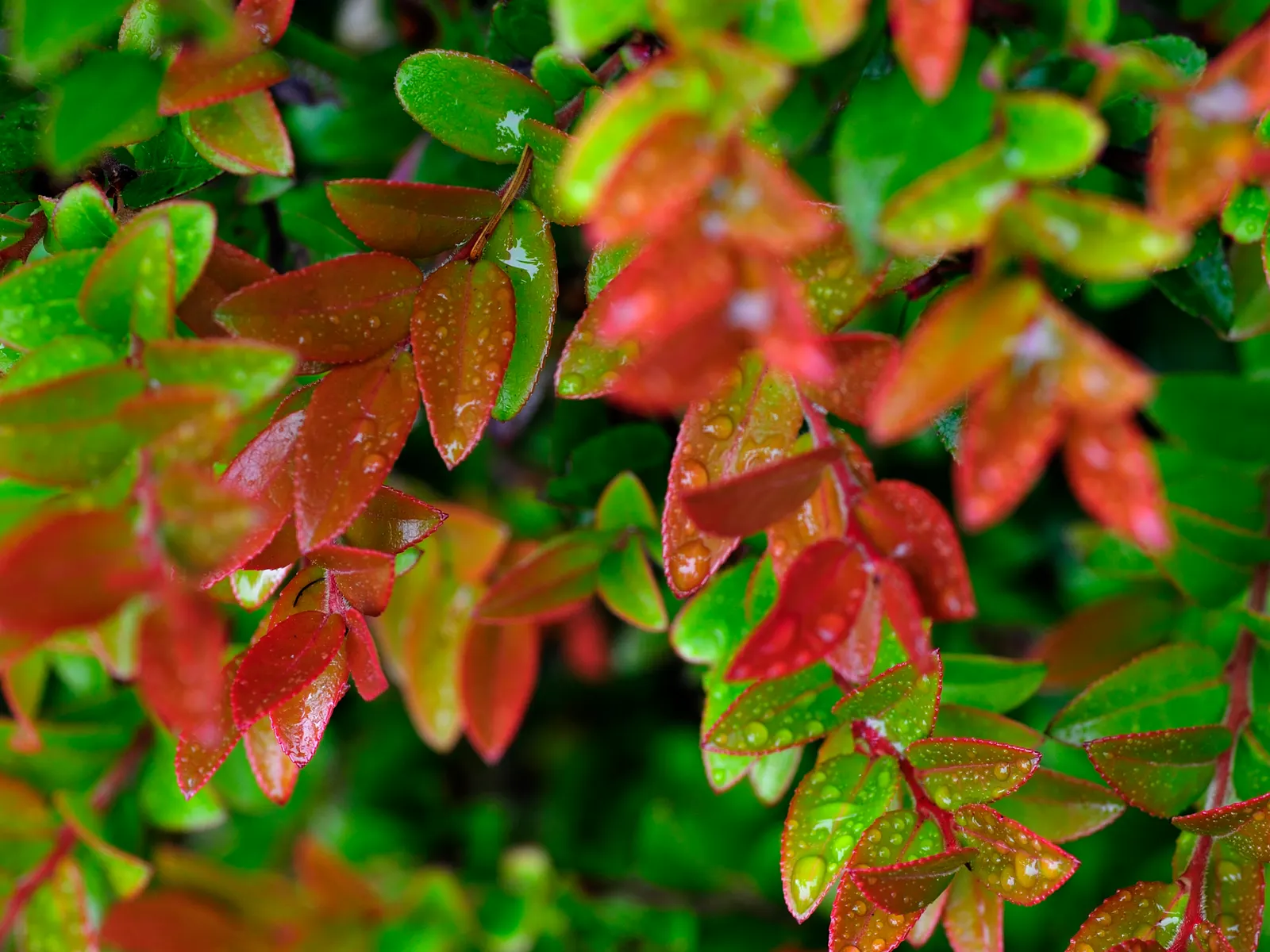 Evergreen Or Wild Huckleberry (Vaccinium Ovatum) — Once established, it is remarkably drought-tolerant, making it a low-maintenance choice for the garden