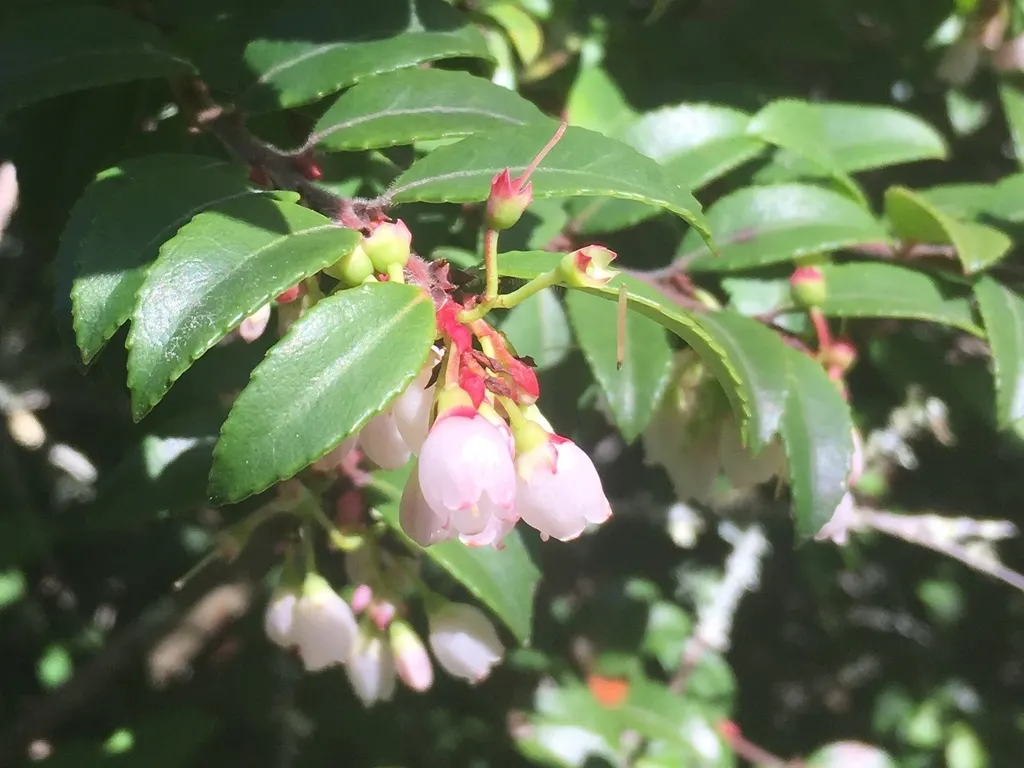 Evergreen Or Wild Huckleberry (Vaccinium Ovatum) — leathery leaves of Vaccinium ovatum are a deep green hue with a striking; it prefers acidic soil, making it