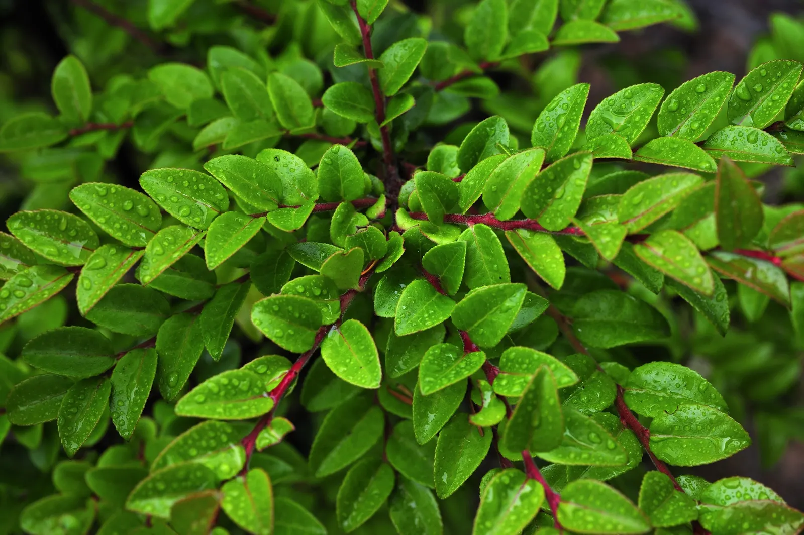 Evergreen Or Wild Huckleberry (Vaccinium Ovatum) — scientifically named Vaccinium ovatum