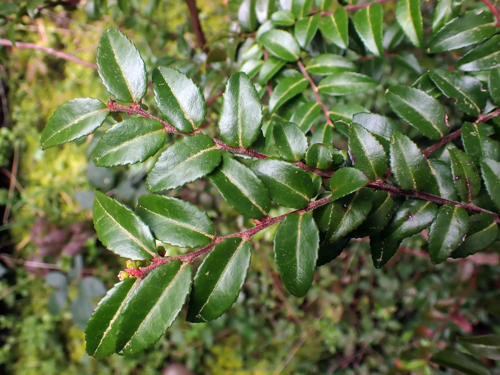Evergreen Or Wild Huckleberry (Vaccinium Ovatum) — Consider spacing plants at intervals of 4 to 6 feet to provide room for growth and air circulation