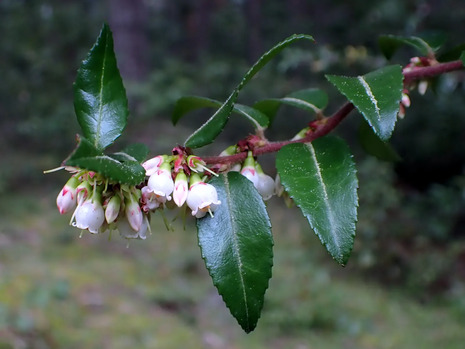 Evergreen Or Wild Huckleberry (Vaccinium Ovatum) — dark berries in late summer; shrub for half