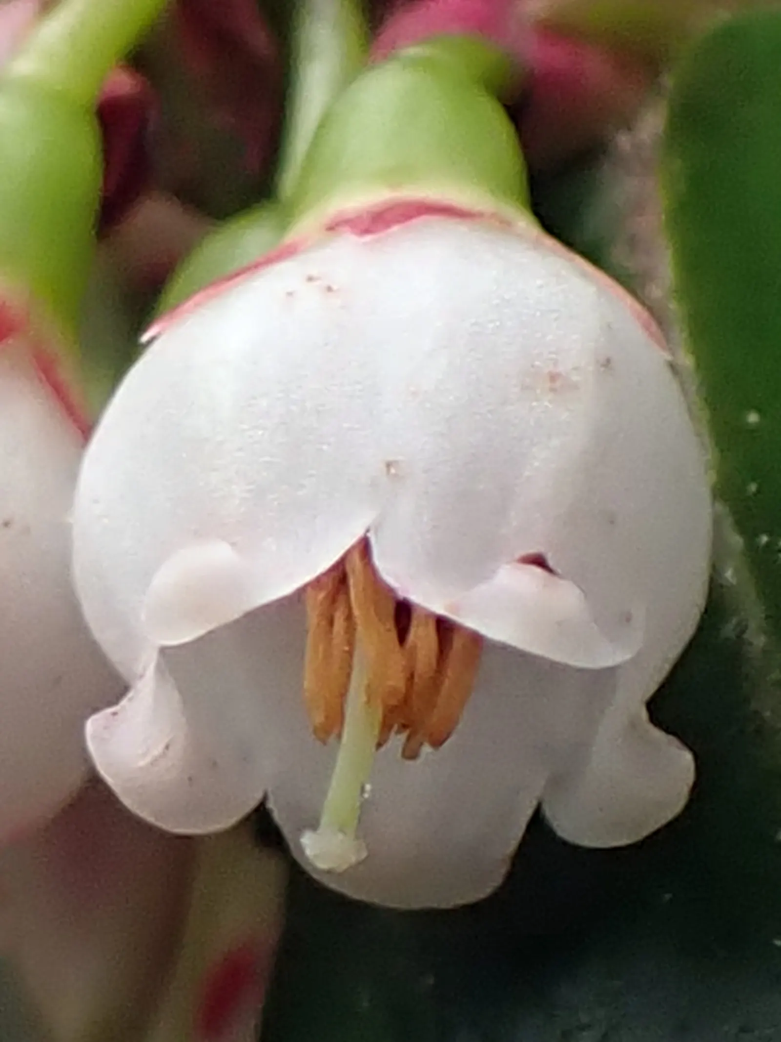Evergreen Or Wild Huckleberry (Vaccinium Ovatum) — It's ideal for low-maintenance areas, offering year-round visual interest and wildlife support; the