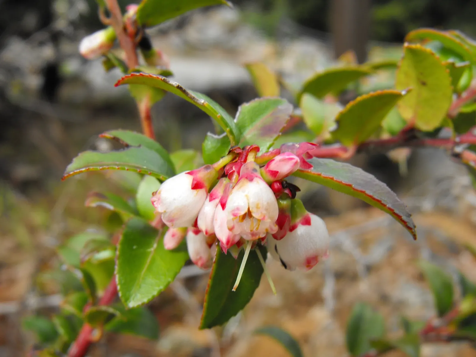 Evergreen Or Wild Huckleberry (Vaccinium Ovatum) — It's ideal for low-maintenance areas, offering year-round visual interest and wildlife support
