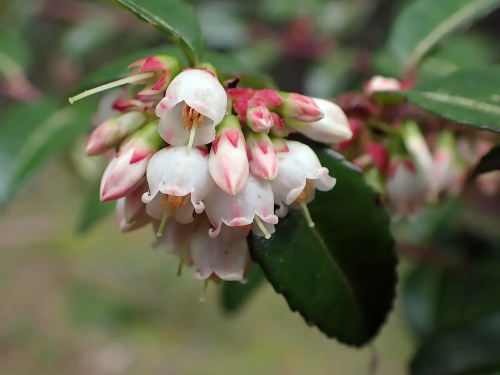 Evergreen Or Wild Huckleberry (Vaccinium Ovatum) — shrub with pink blooms