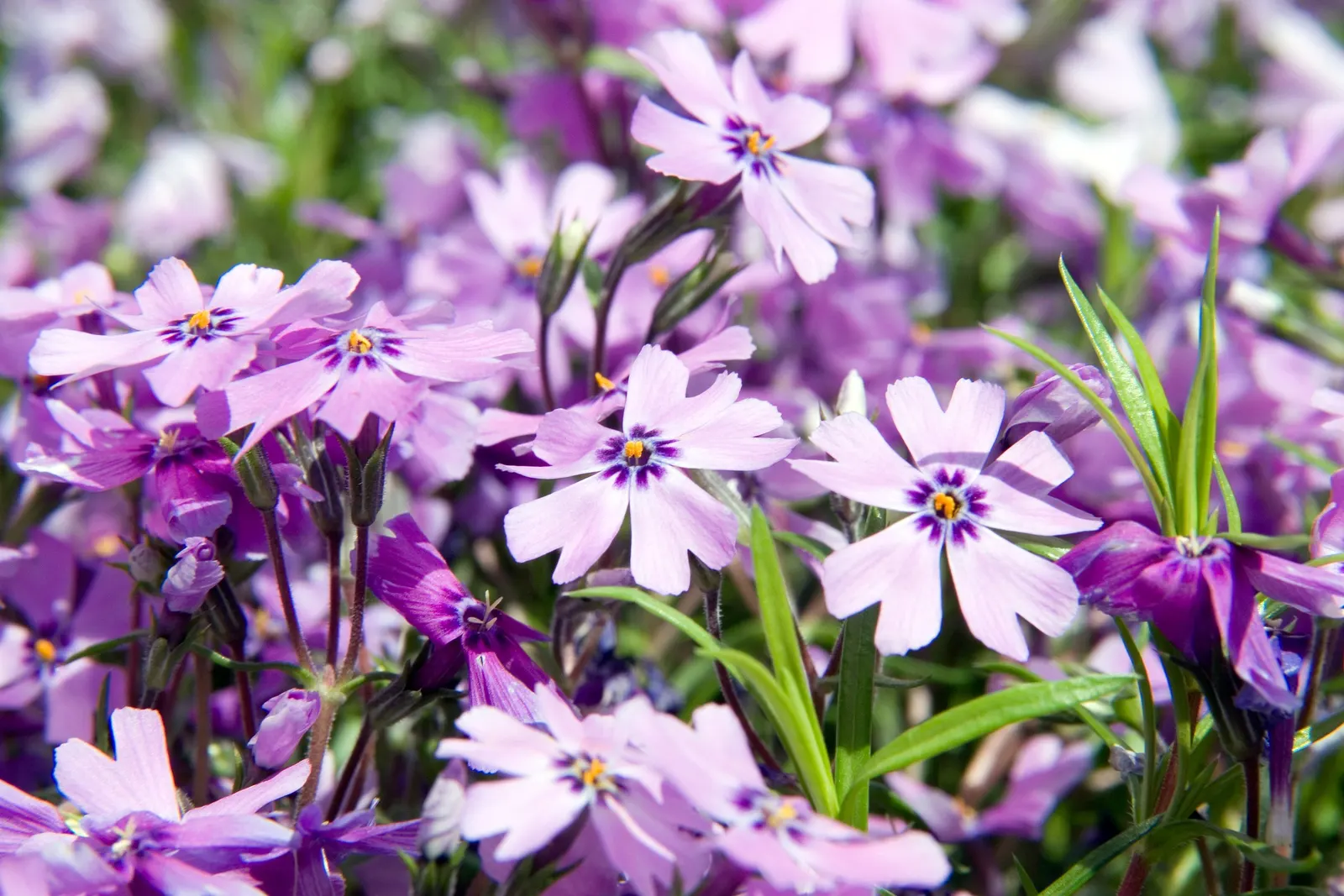 Purple Beauty Phlox (Phlox Subulata 'Purple Beauty') — Its dense mat suppresses weeds while attracting butterflies