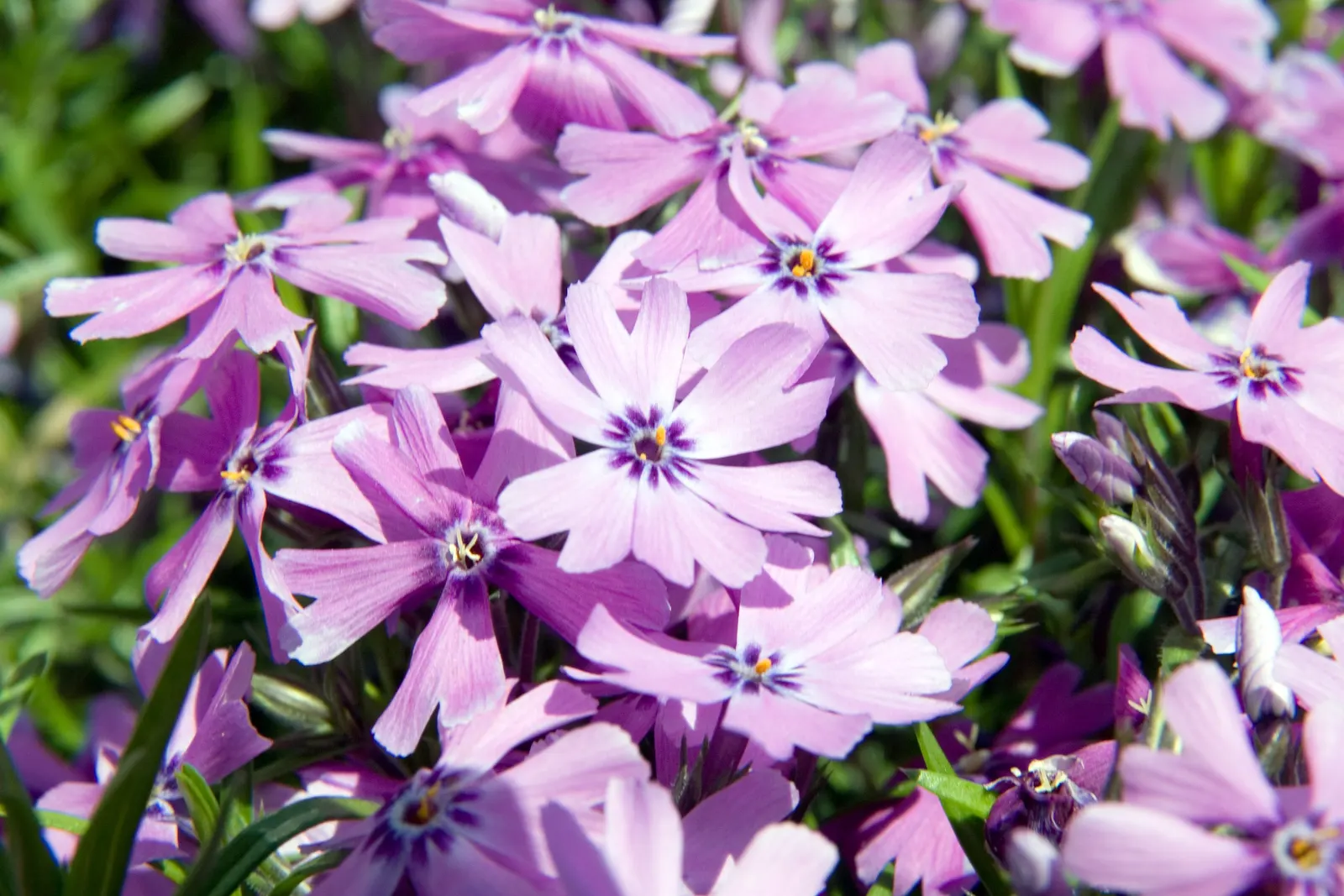 Purple Beauty Phlox (Phlox Subulata 'Purple Beauty') — Reaching 4-6 inches tall with a 12-18 inch spread, this perennial is ideal for rock gardens or border