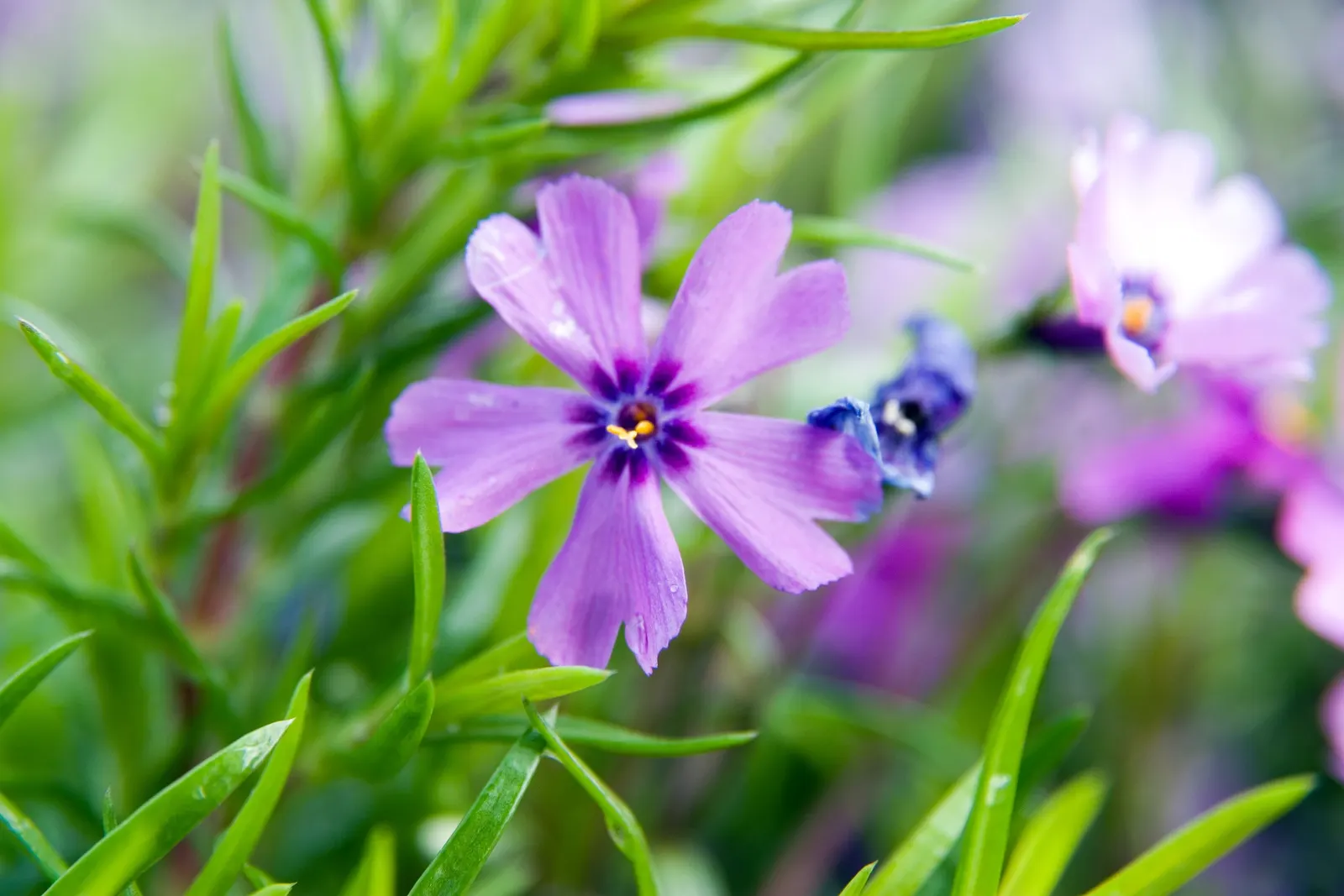 Purple Beauty Phlox (Phlox Subulata 'Purple Beauty') — Hardy in USDA zones 3-9, it thrives in full sun to partial shade