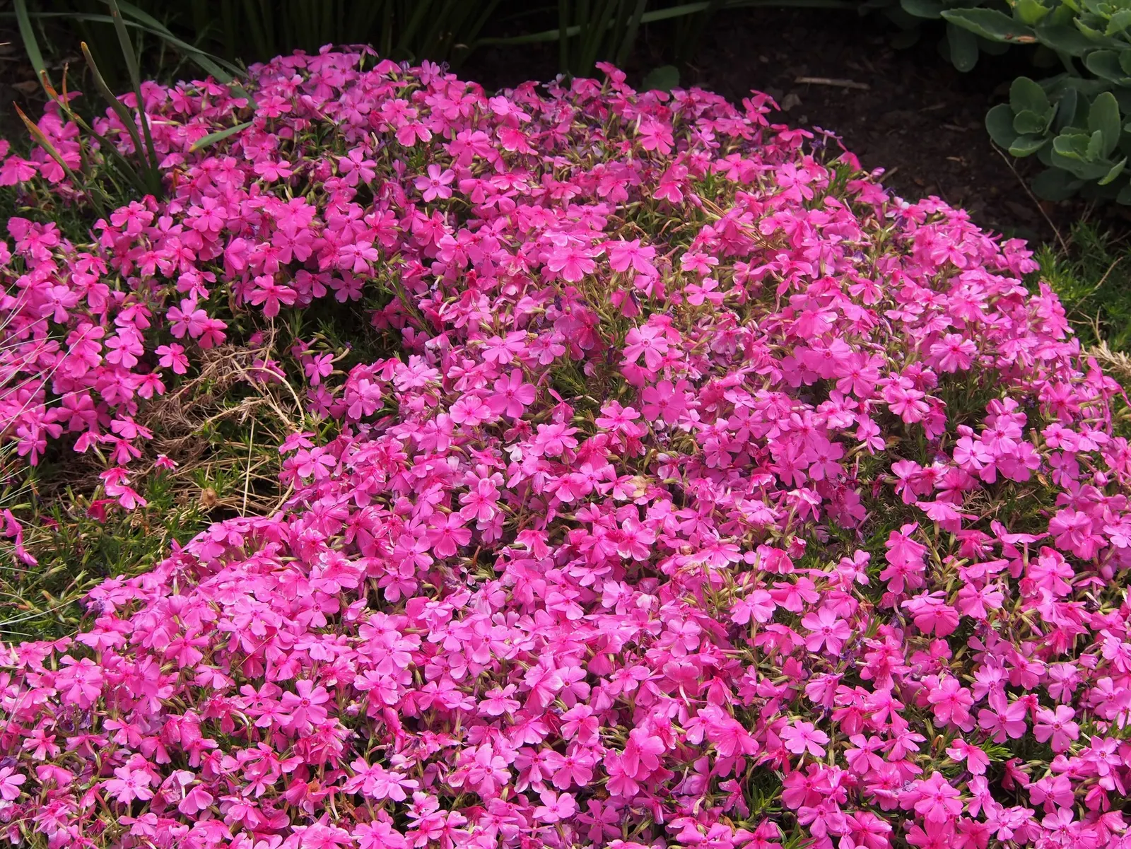 Purple Beauty Phlox (Phlox Subulata 'Purple Beauty') — slow-release fertilizer in the spring can promote vigorous blooms and healthy foliage