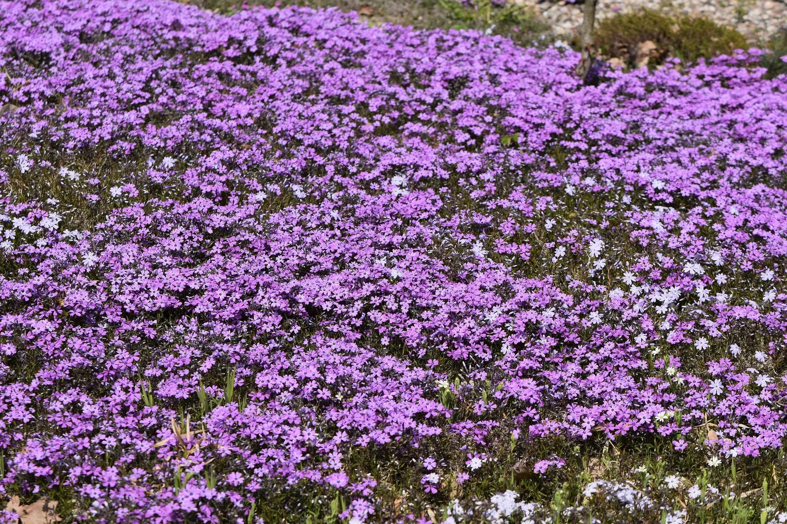 Purple Beauty Phlox (Phlox Subulata 'Purple Beauty') — low-growing perennial that is prized for its ability to bring a rich tapestry of color to any landscape