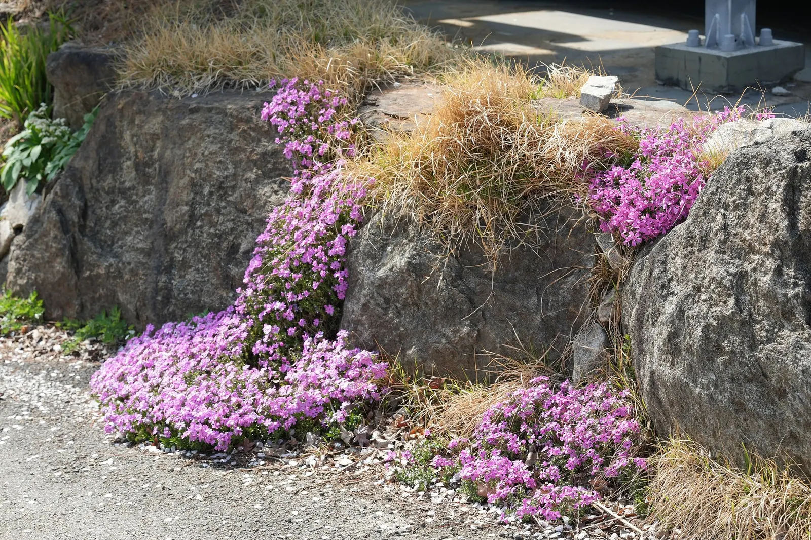 Purple Beauty Phlox (Phlox Subulata 'Purple Beauty') — Requires well-drained soil; drought tolerant once established