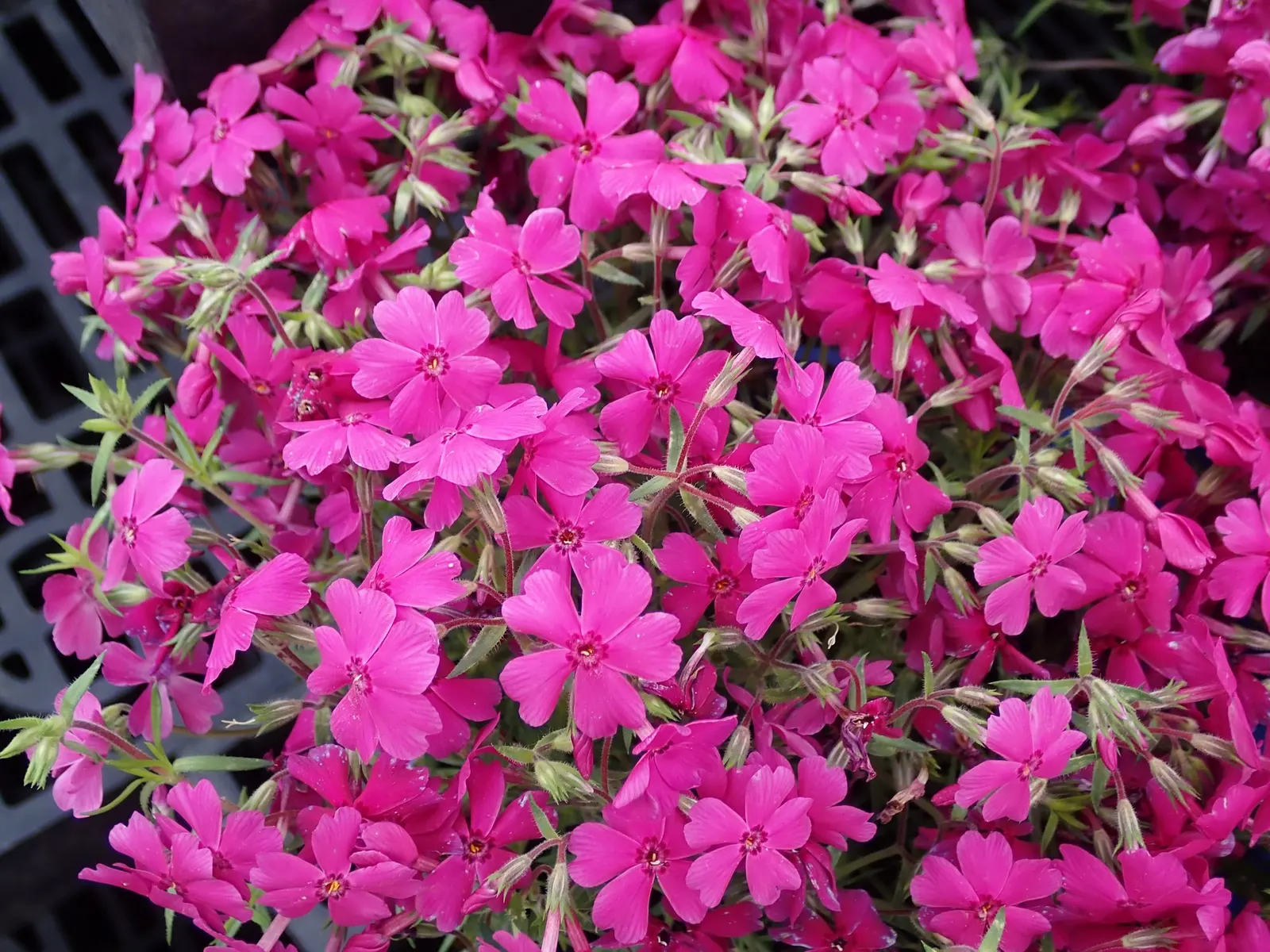 Purple Beauty Phlox (Phlox Subulata 'Purple Beauty') — perennial for full