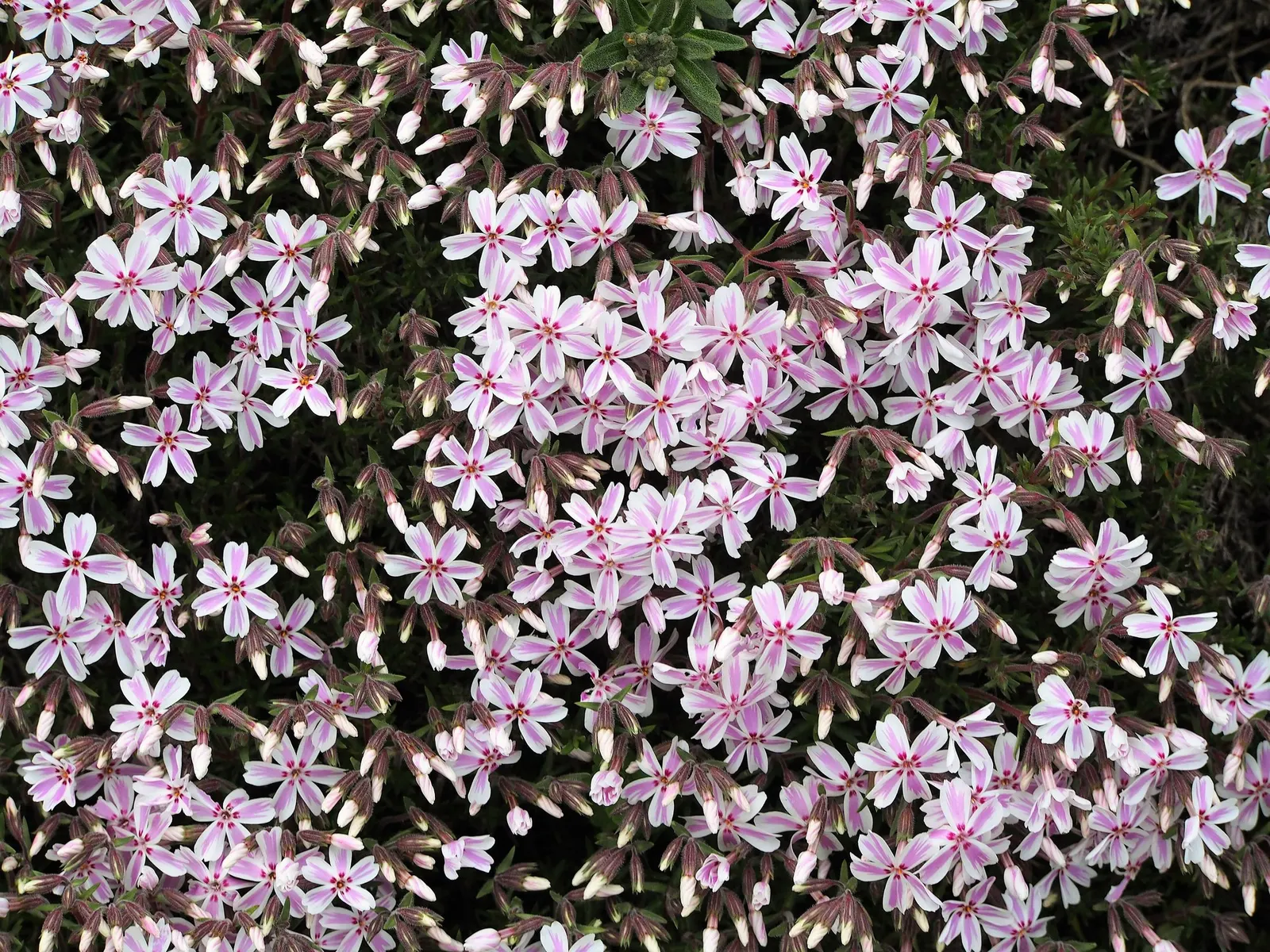 Purple Beauty Phlox (Phlox Subulata 'Purple Beauty') — Emerald Pink Phlox is ideal as a ground cover or for cascading over retaining walls