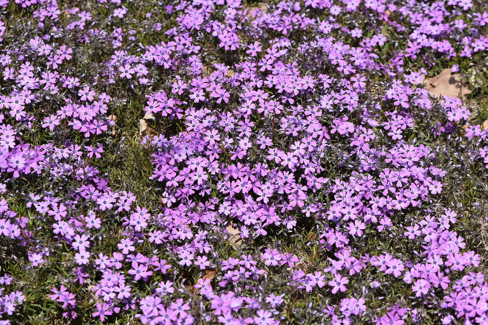 Purple Beauty Phlox (Phlox Subulata 'Purple Beauty') — This particular variety of creeping phlox showcases a profusion of star-shaped