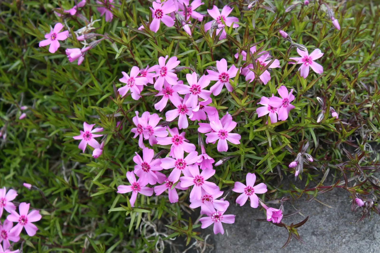 Purple Beauty Phlox (Phlox Subulata 'Purple Beauty') — perennial with purple blooms