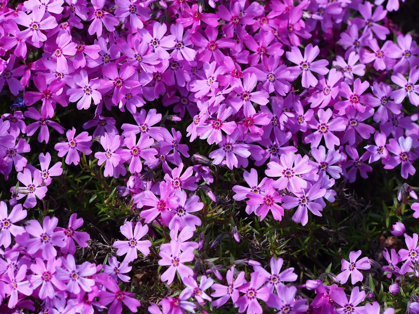 Purple Beauty Phlox (Phlox Subulata 'Purple Beauty') — This resilient plant is well adapted to rocky or sandy soils