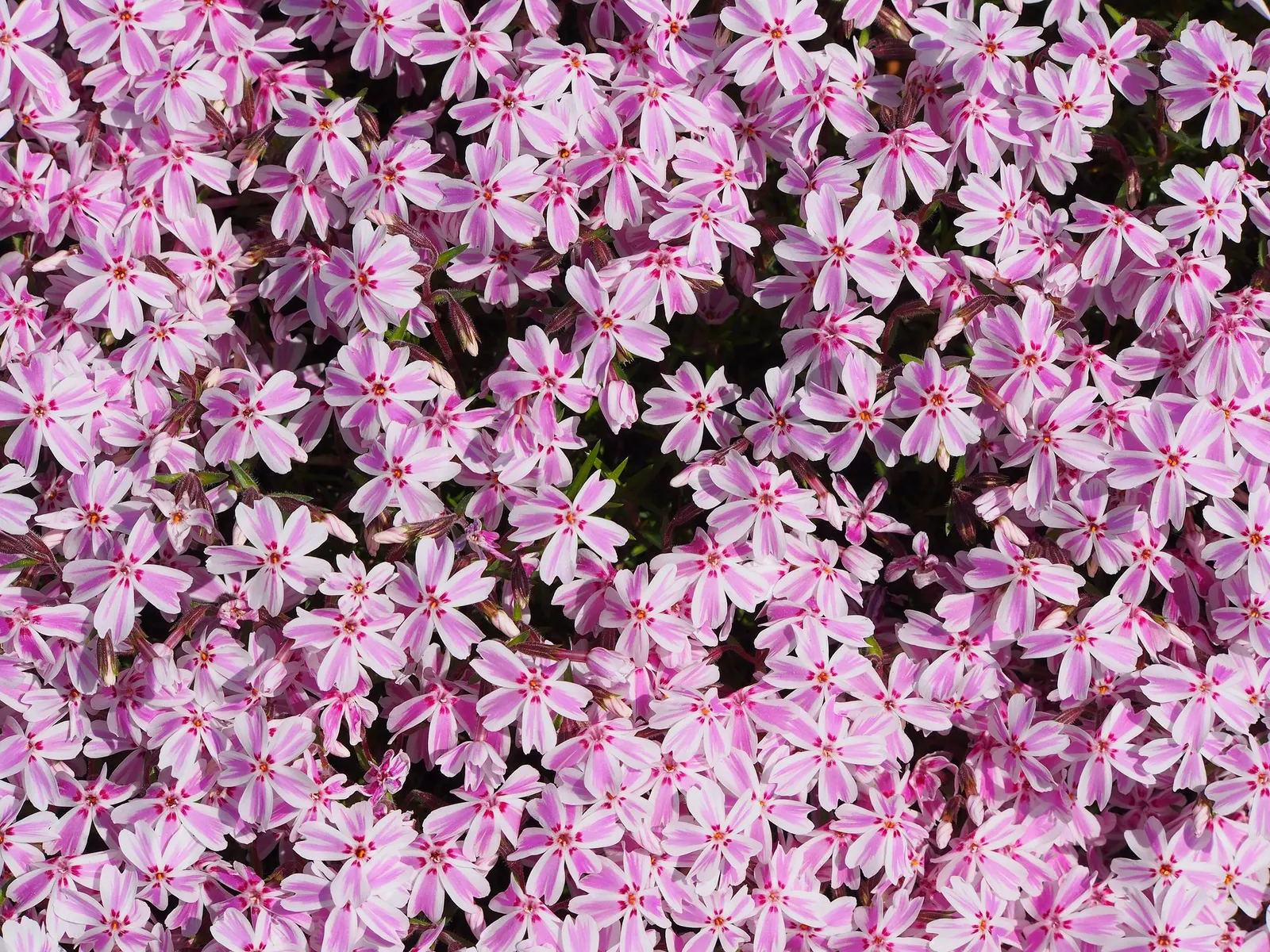 Purple Beauty Phlox (Phlox Subulata 'Purple Beauty') — purplish-pink flowers which blanket the dense