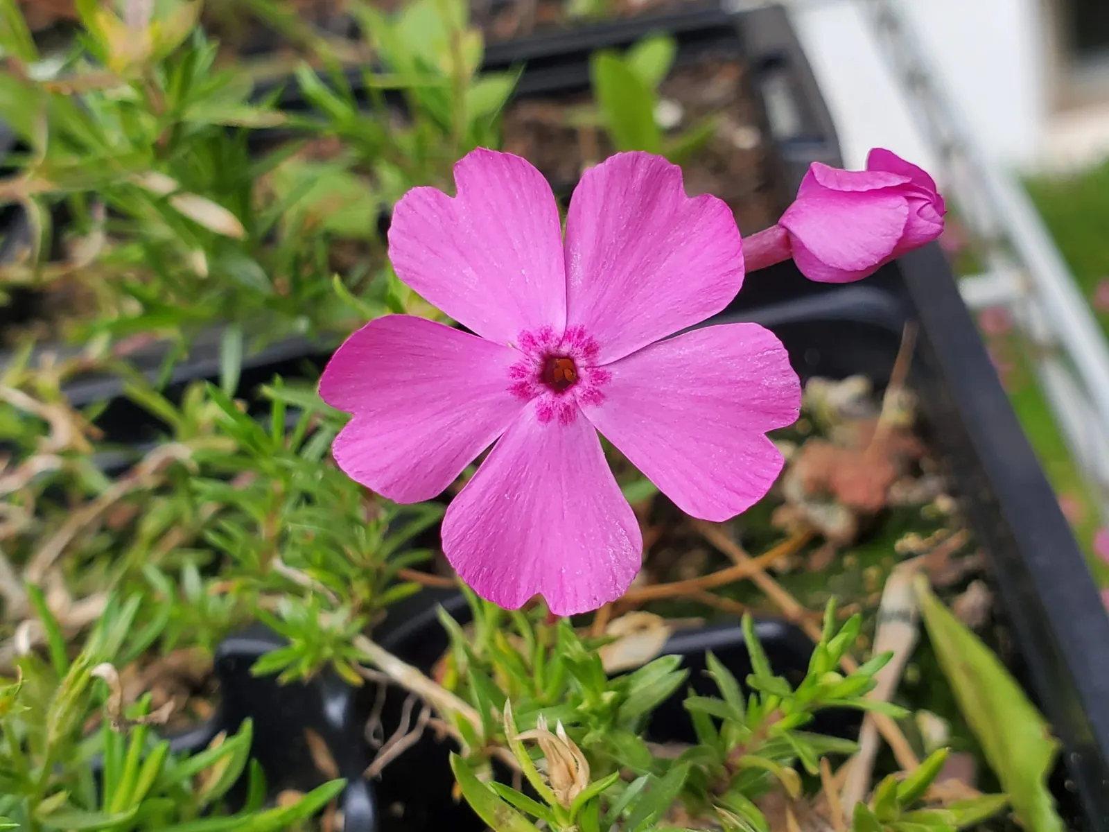 Purple Beauty Phlox (Phlox Subulata 'Purple Beauty') — purple flowers in the garden
