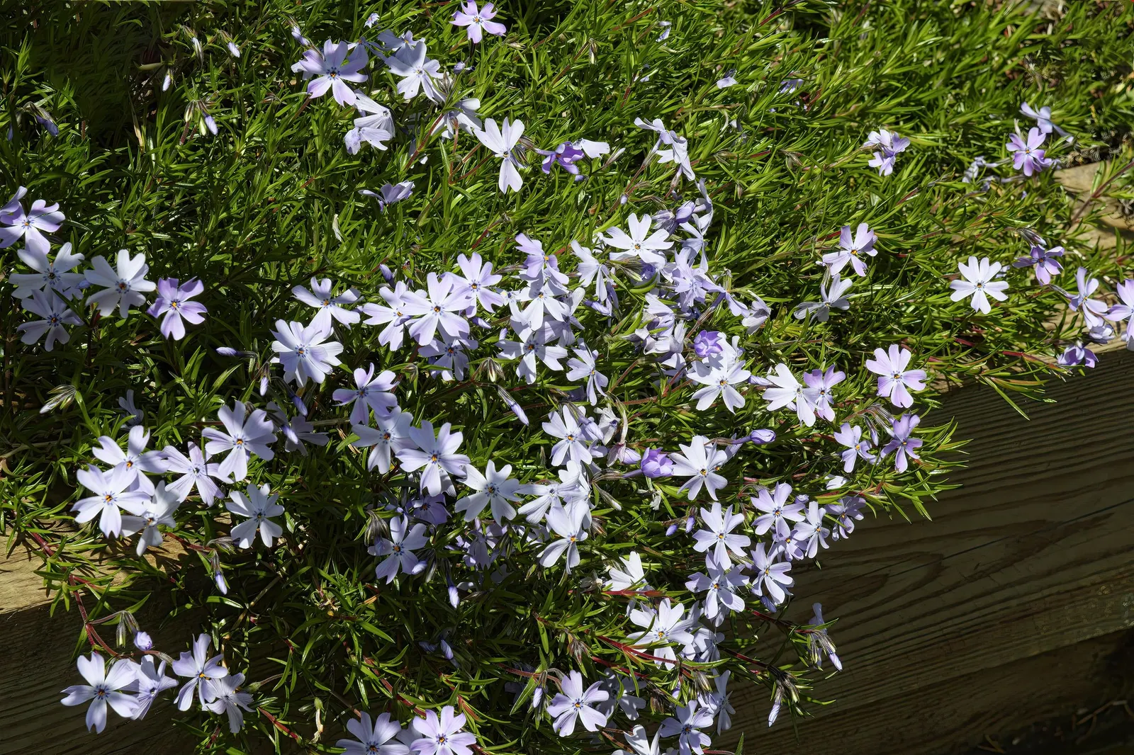 Purple Beauty Phlox (Phlox Subulata 'Purple Beauty') — scientifically known as Phlox subulata 'Purple Beauty'
