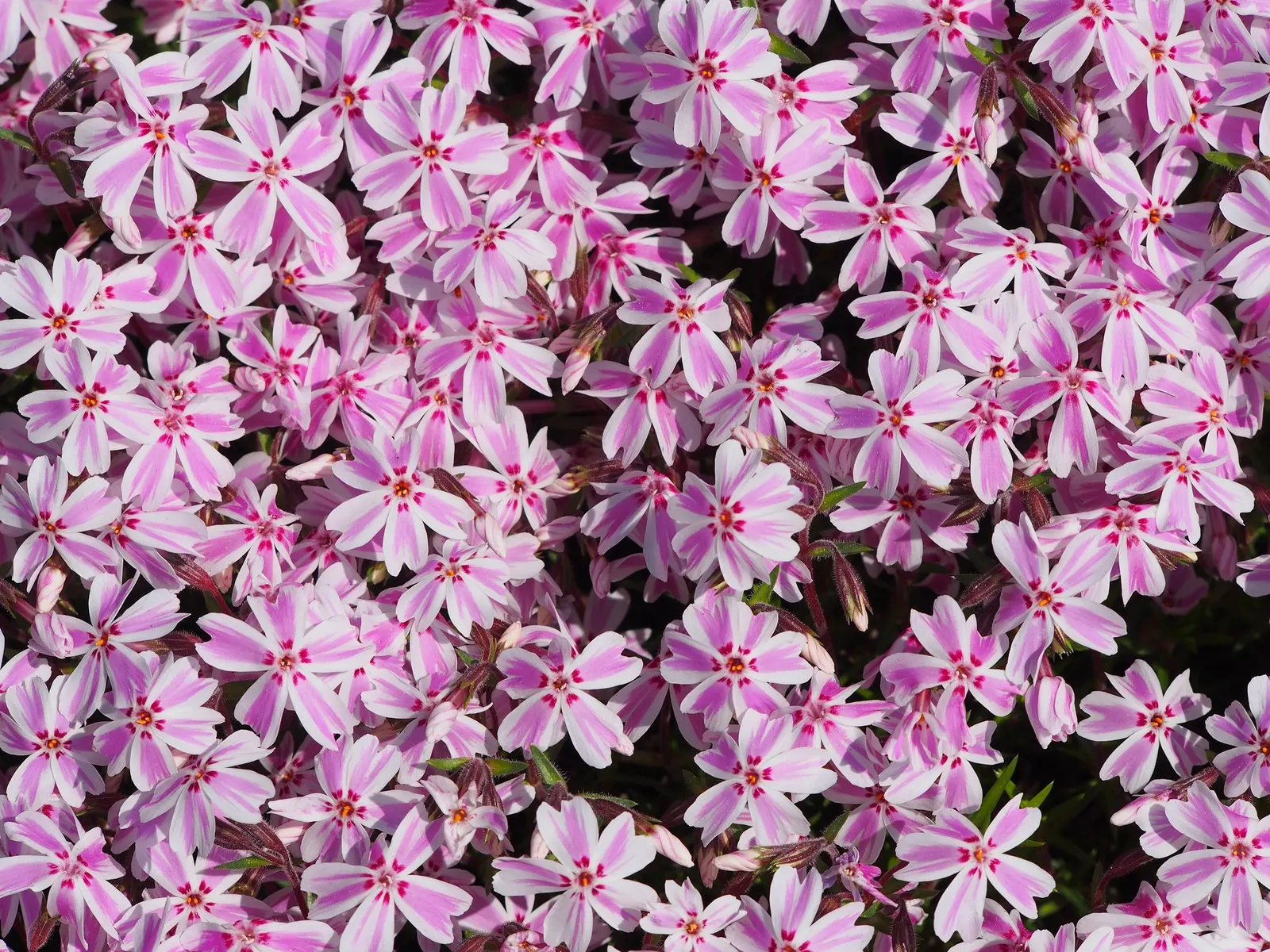 Purple Beauty Phlox (Phlox Subulata 'Purple Beauty') — needle-like foliage in late spring to early summer