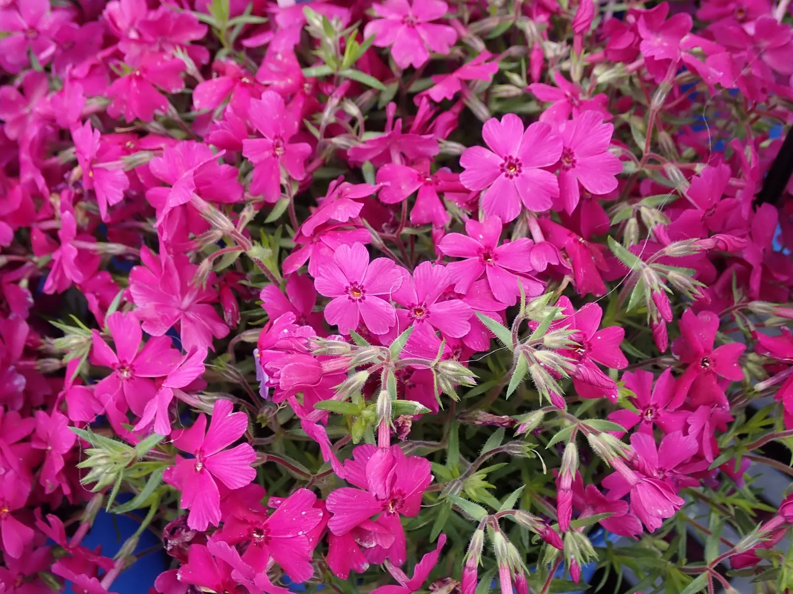 Purple Beauty Phlox (Phlox Subulata 'Purple Beauty') — Phlox subulata 'Emerald Pink'; reaching 4-6 inches tall with a 12-18 inch spread, this perennial is