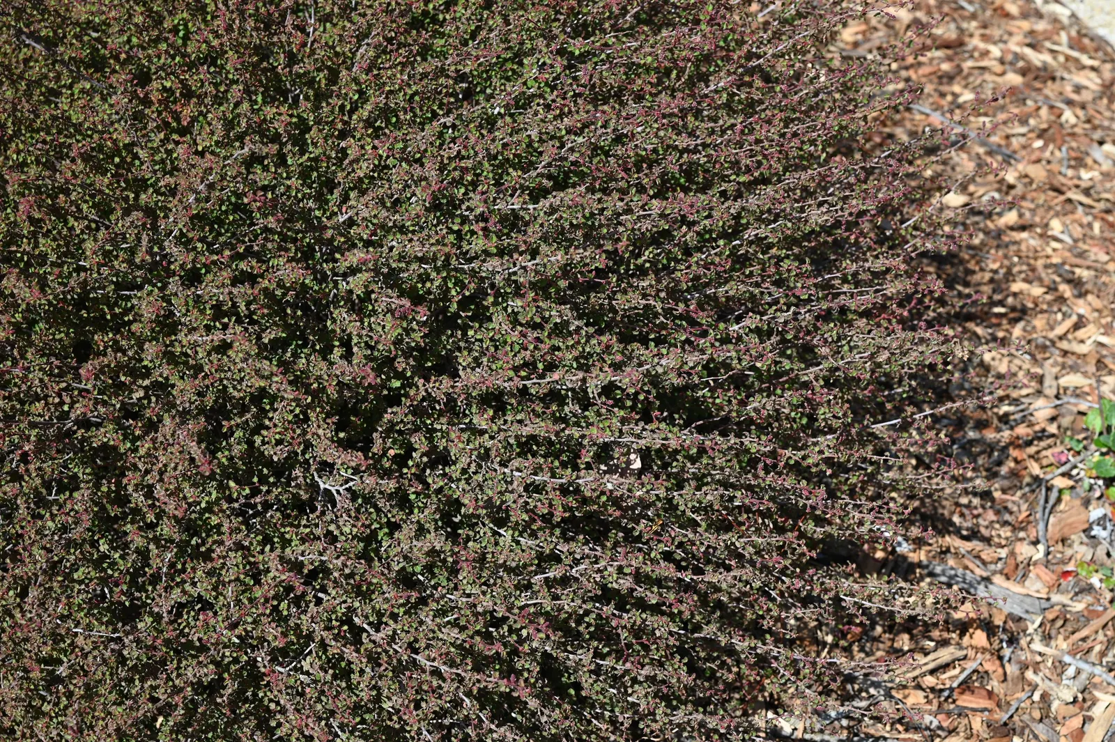 California Copper Leaf (Acalypha Californica) — the value of Acalypha californica lies in its drought tolerance and low maintenance requirements