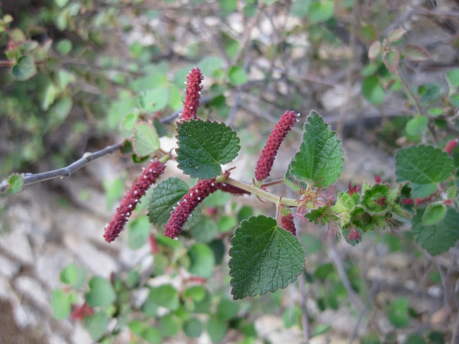 California Copper Leaf (Acalypha Californica) — ground cover / perennial with red blooms