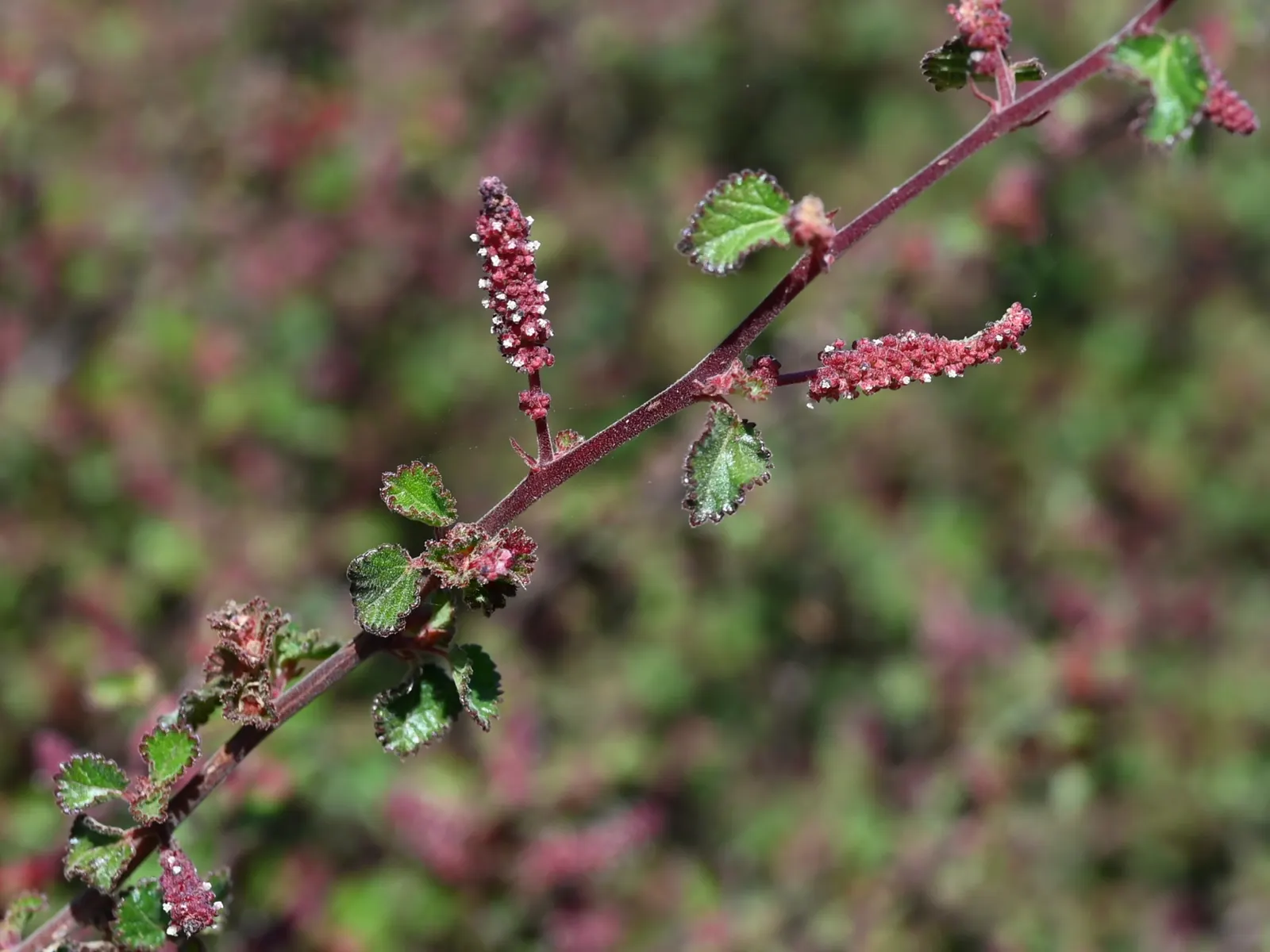 California Copper Leaf (Acalypha Californica) — the leaves are roughly textured
