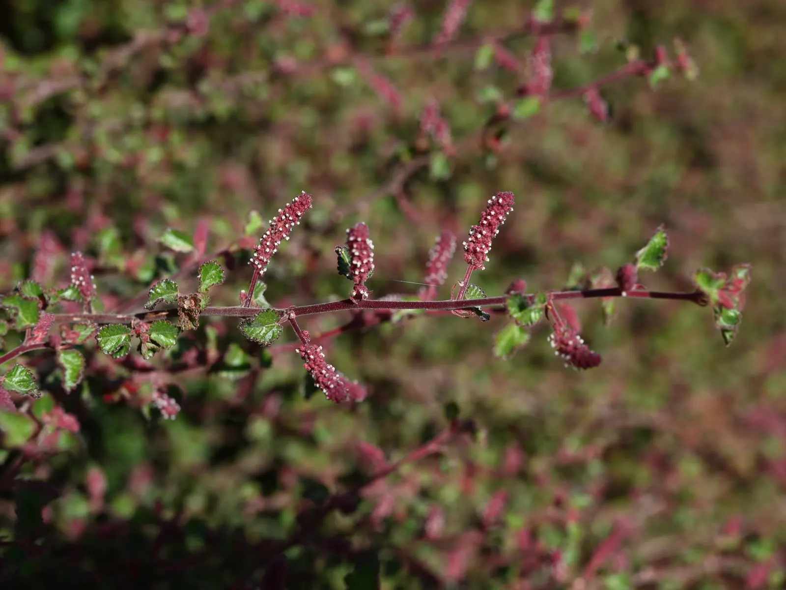 California Copper Leaf (Acalypha Californica) — which showcases an attractive olive-green hue with coppery overtones