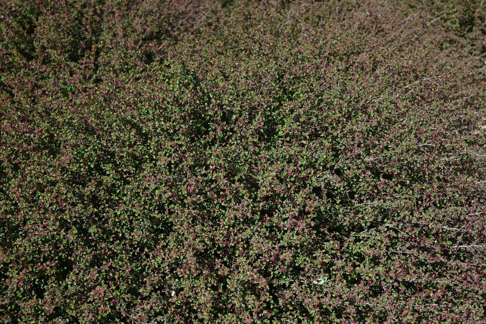 California Copper Leaf (Acalypha Californica) — Its growth habit is rounded