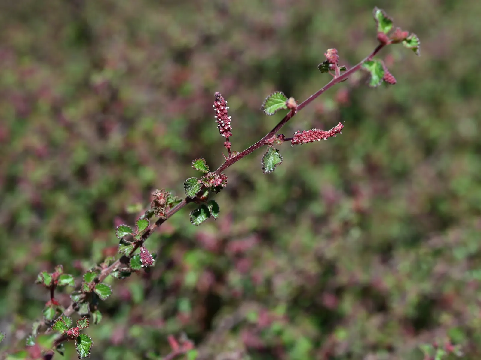 California Copper Leaf (Acalypha Californica) — It thrives in USDA Hardiness Zones 8 to 10 and prefers well-draining soil